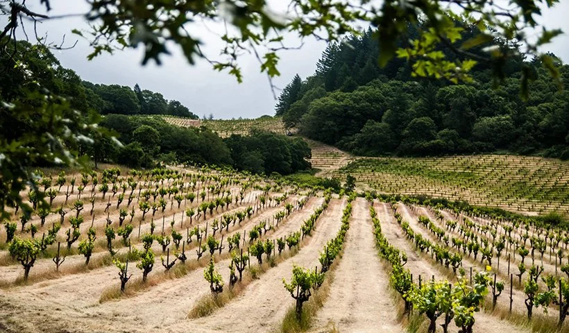 Vineyard.jpg