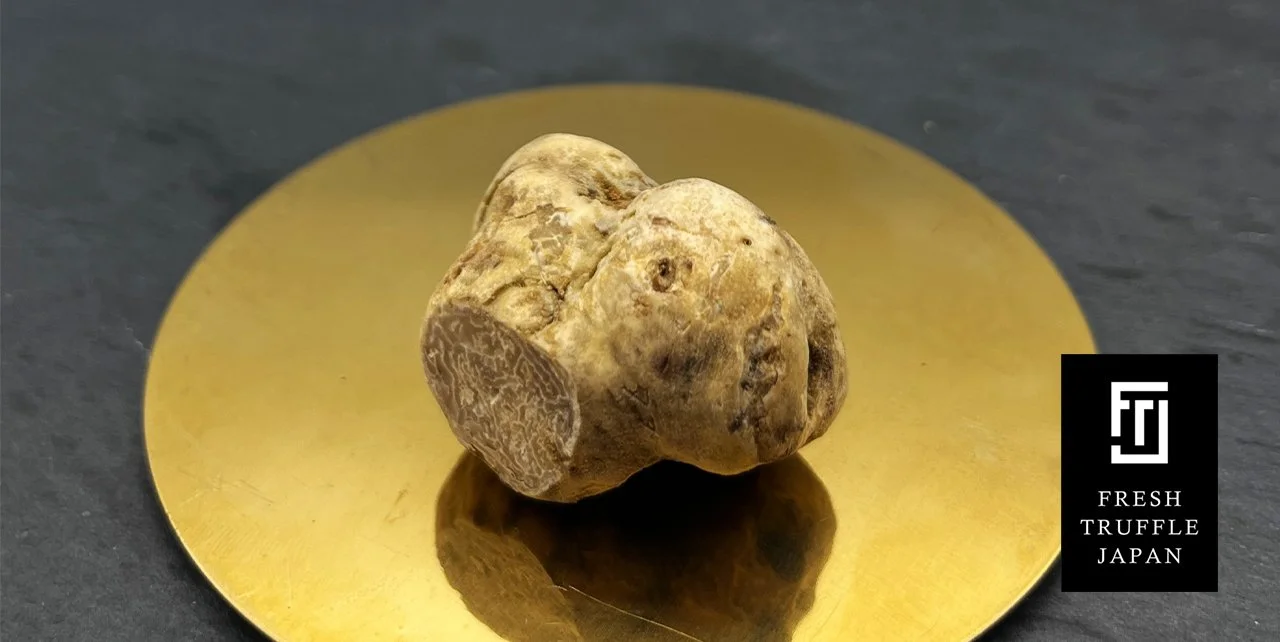fresh white truffle on gold plate