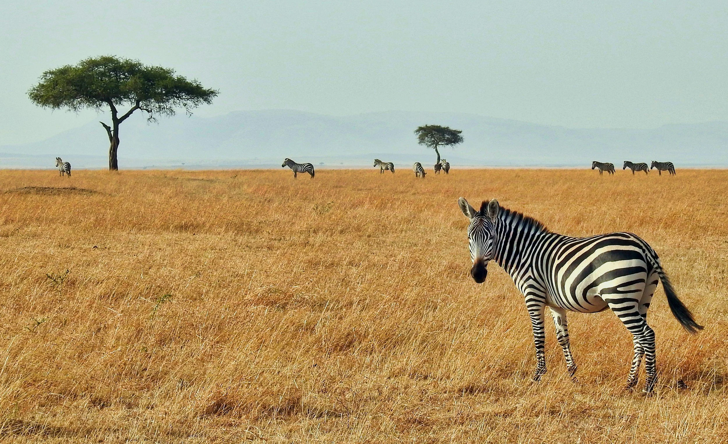 Enhancing AI-Powered Wildlife Conservation Through Expert Data Annotation