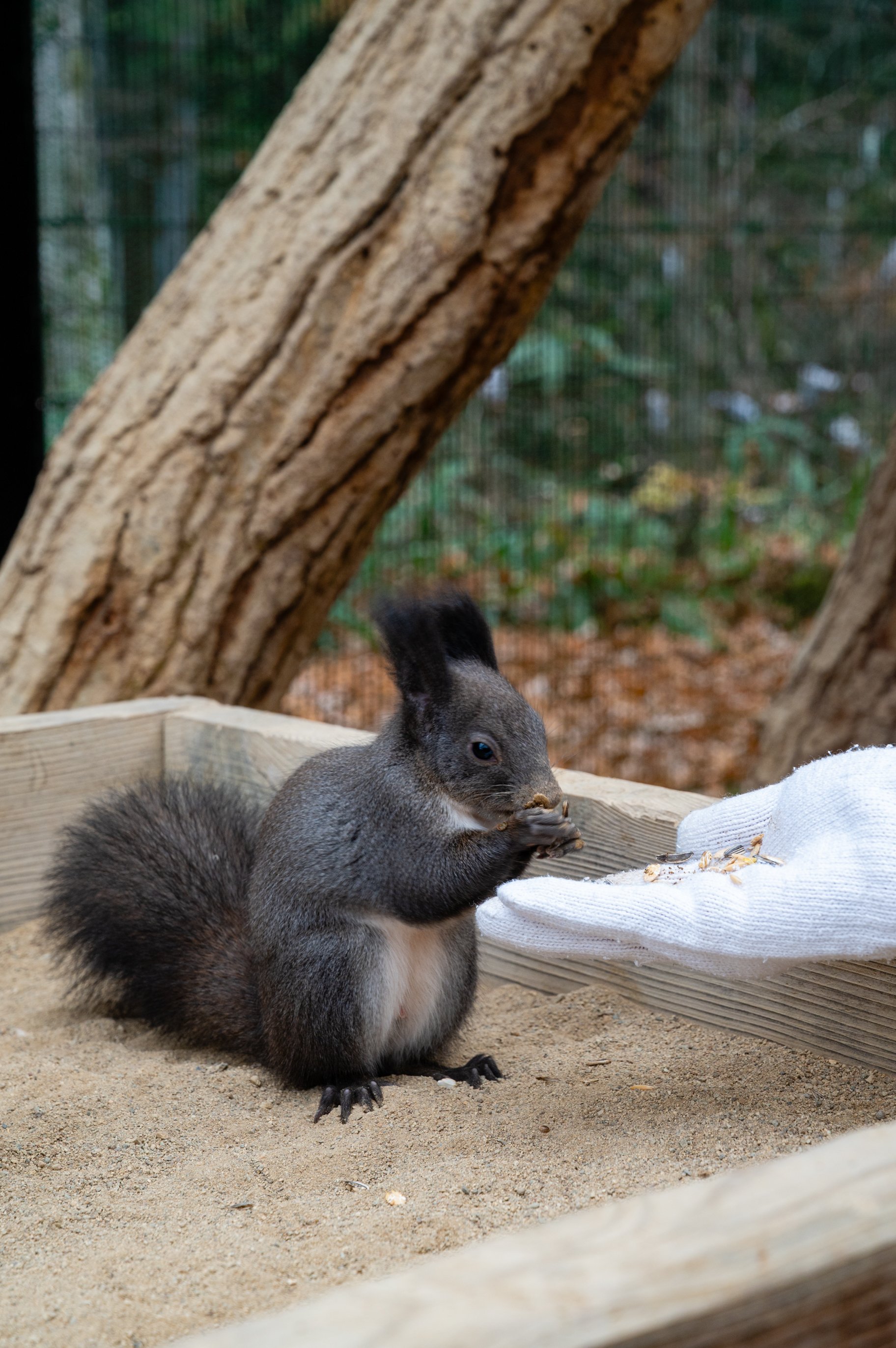 Squirrel Forest Hidayama Wild Grass Nature Garden - リスの森