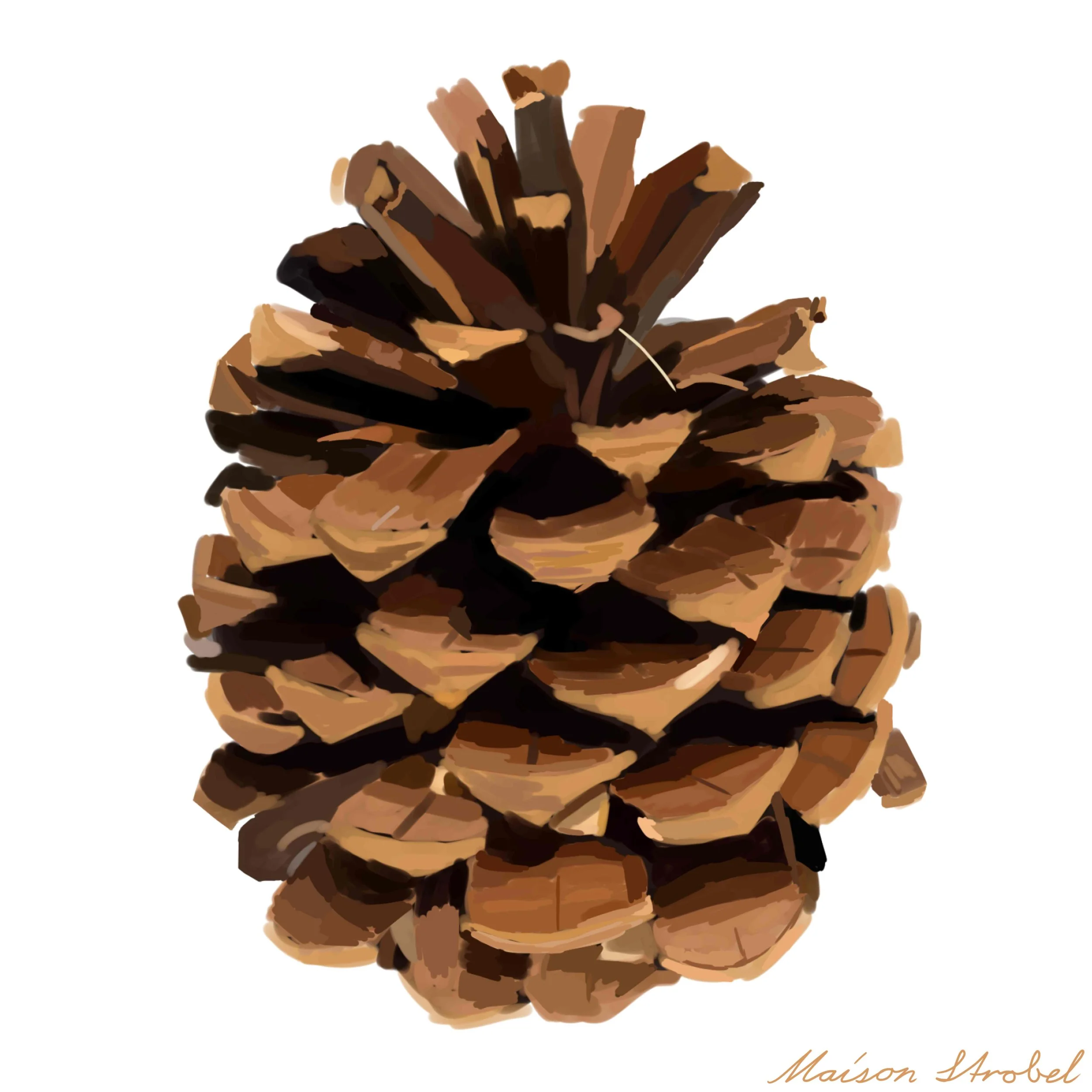 pine-cone.jpeg