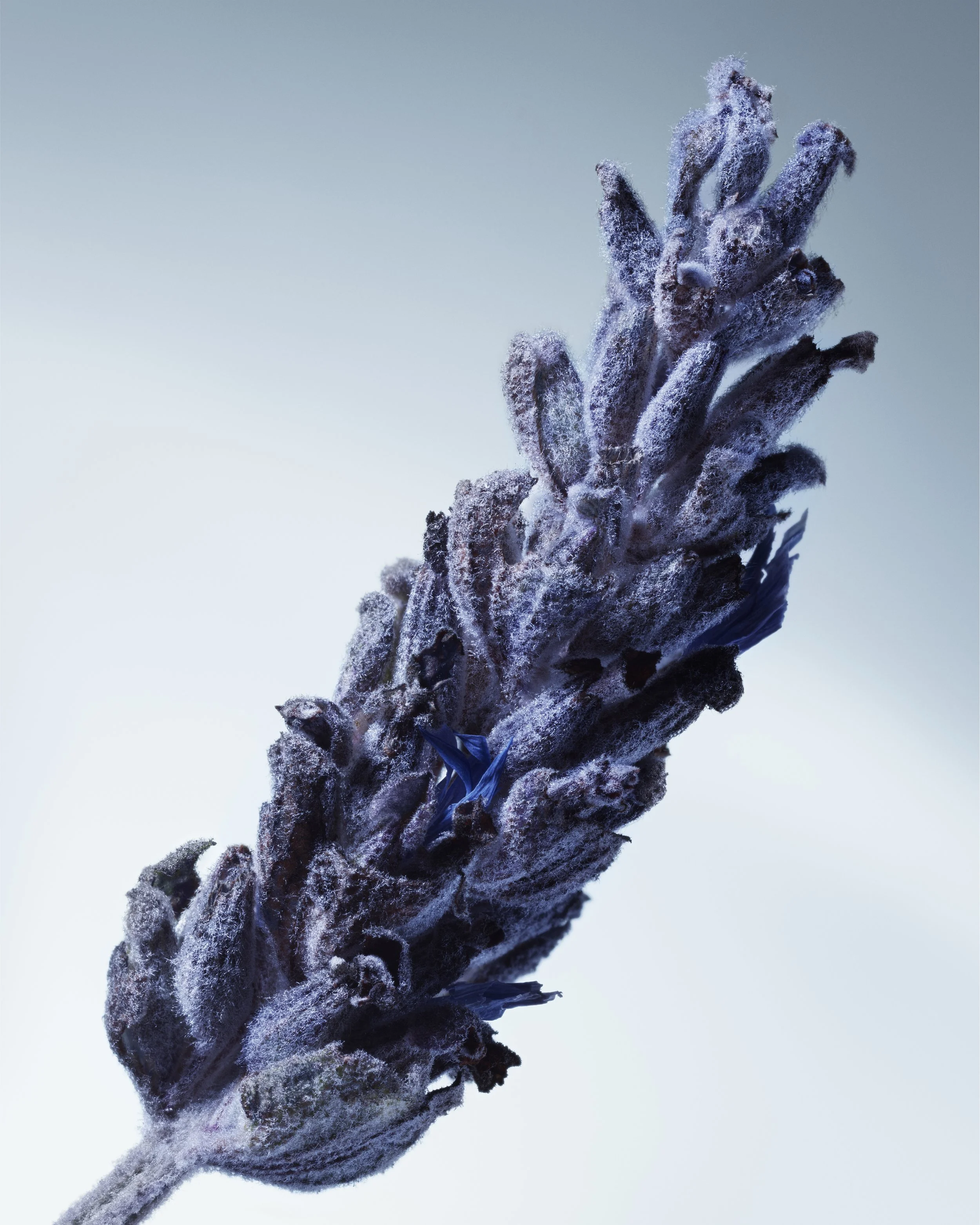 02_METAL LAVENDER_EDP_100ML_Ingredient_CAMPAIGN 2026_RGB_4x5bd.jpg