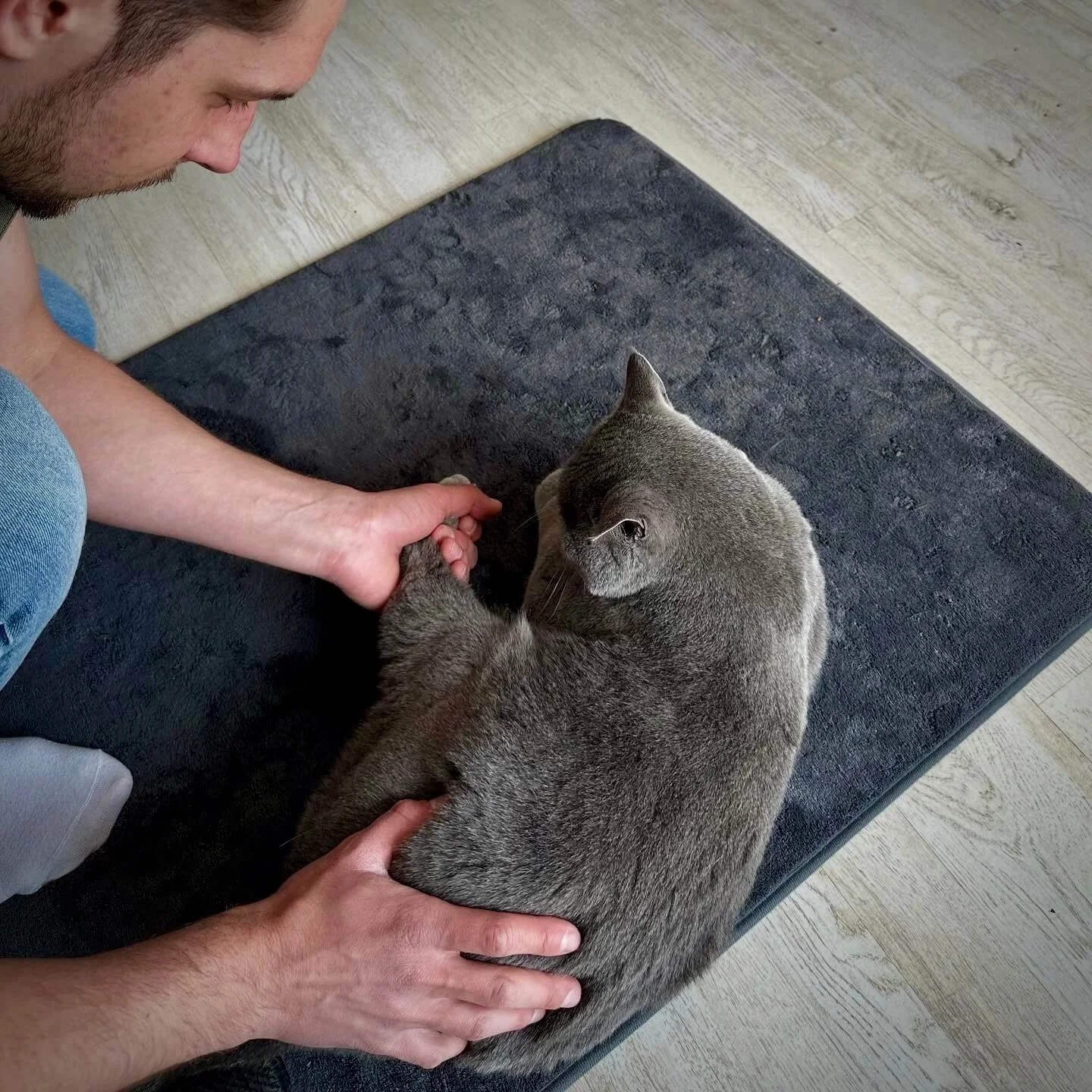 Mobile Katzenphysiotherapie Bonn – Sanfte Behandlung bei Schmerzen.