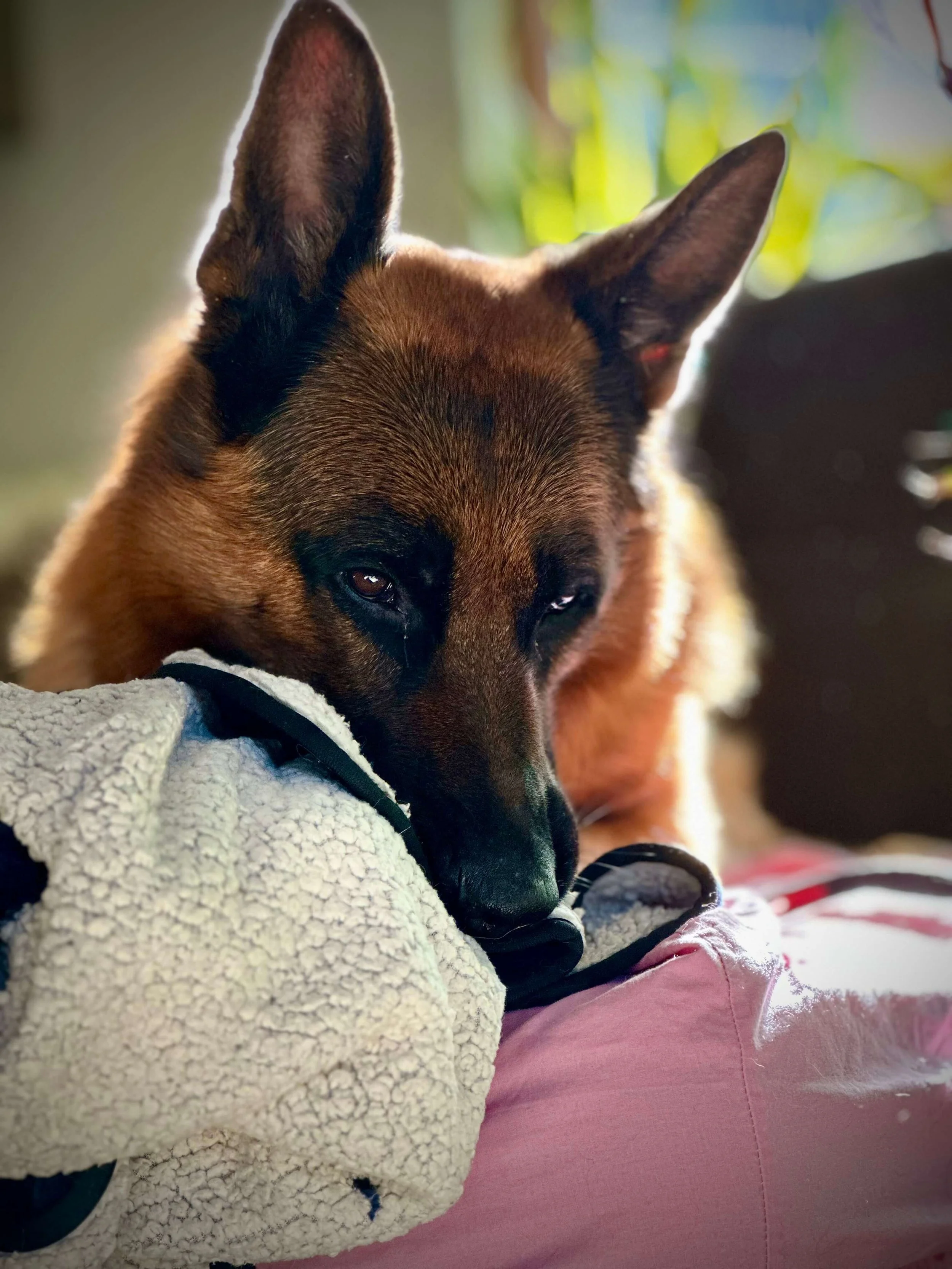 Mobile Tierheilpraktikerin Bonn – Beratung und Naturheilkunde für Hunde.