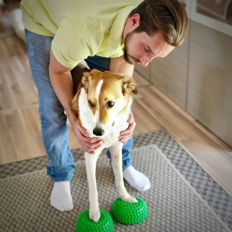 Hundephysiotherapie Bonn – Aktives Training und Übungen für die Beweglichkeit.