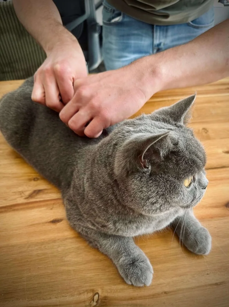 Tierchiropraktik Bonn – Behandlung von Blockaden bei der Katze.