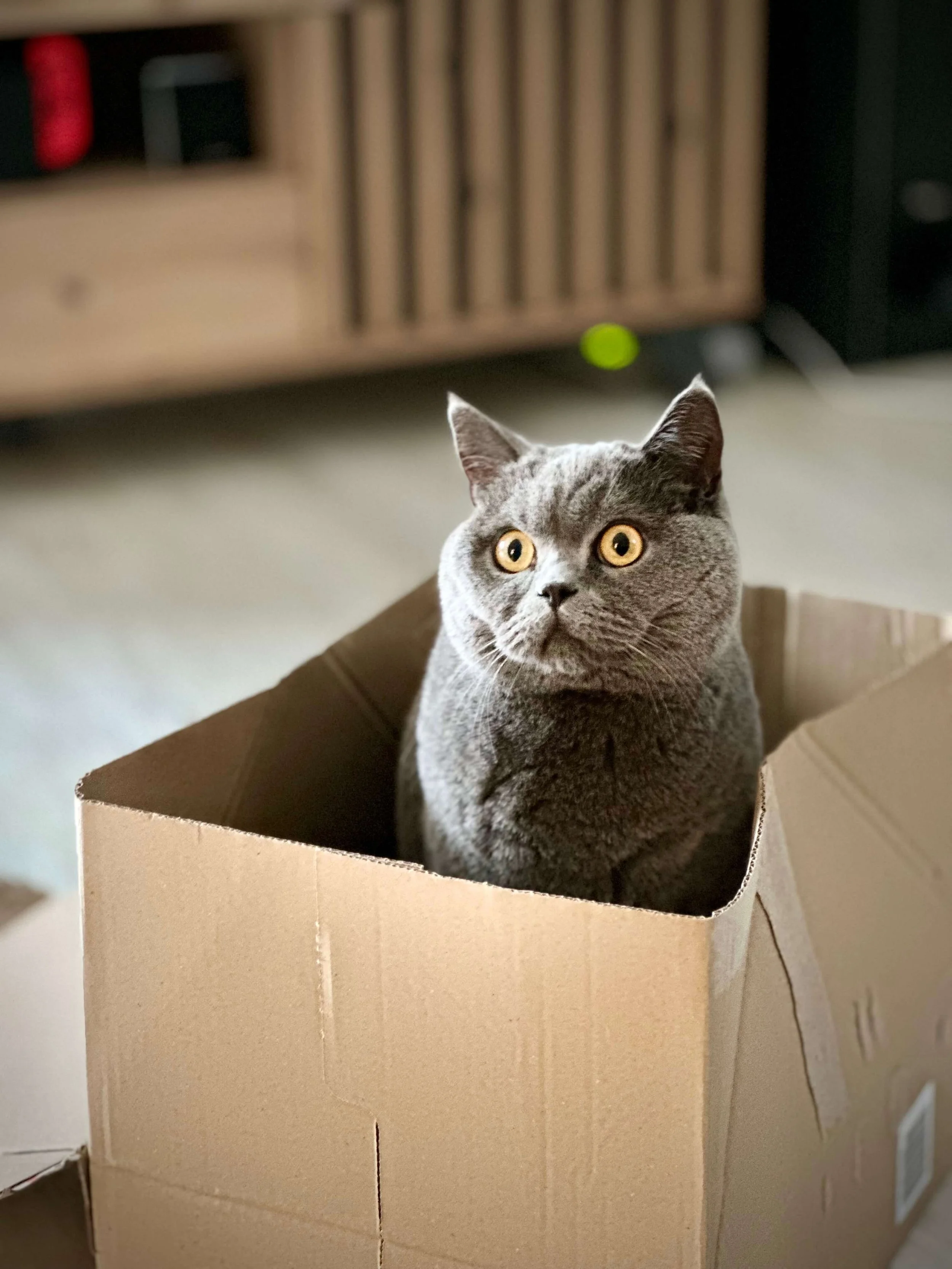 Ganzheitliche Tierheilpraktik für Katzen in Bonn und Umgebung