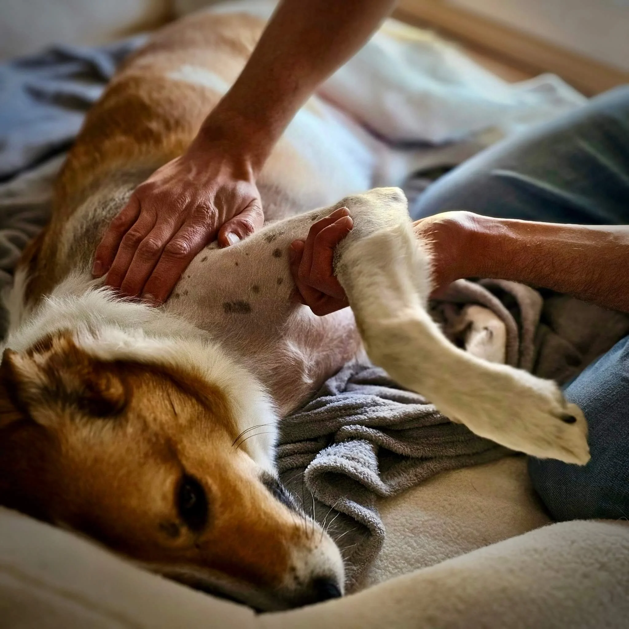 Mobile Chiropraktik für Hunde in Bonn – Amvet Tiertherapie.