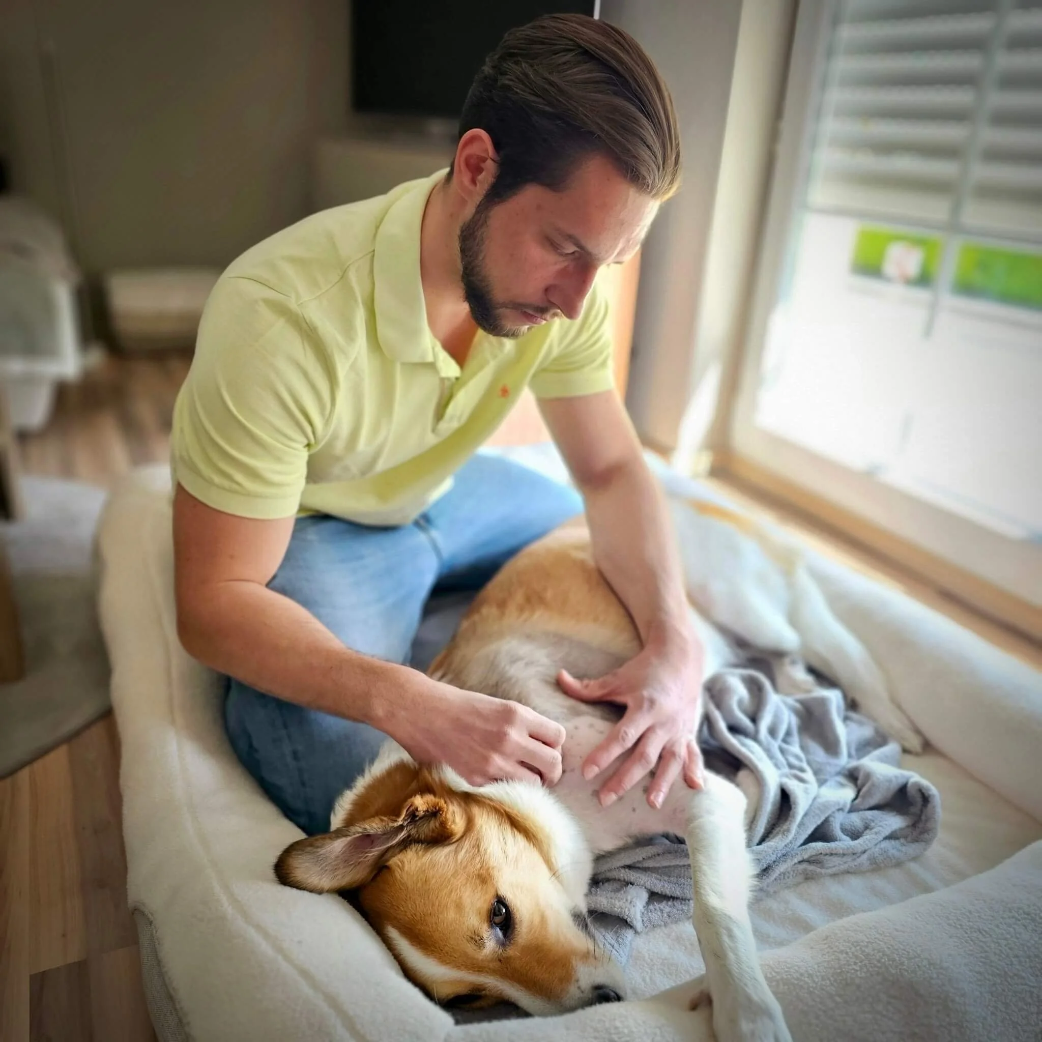 Tierphysiotherapie Bonn Mobil – Professionelle Behandlung für Hunde von Amvet.