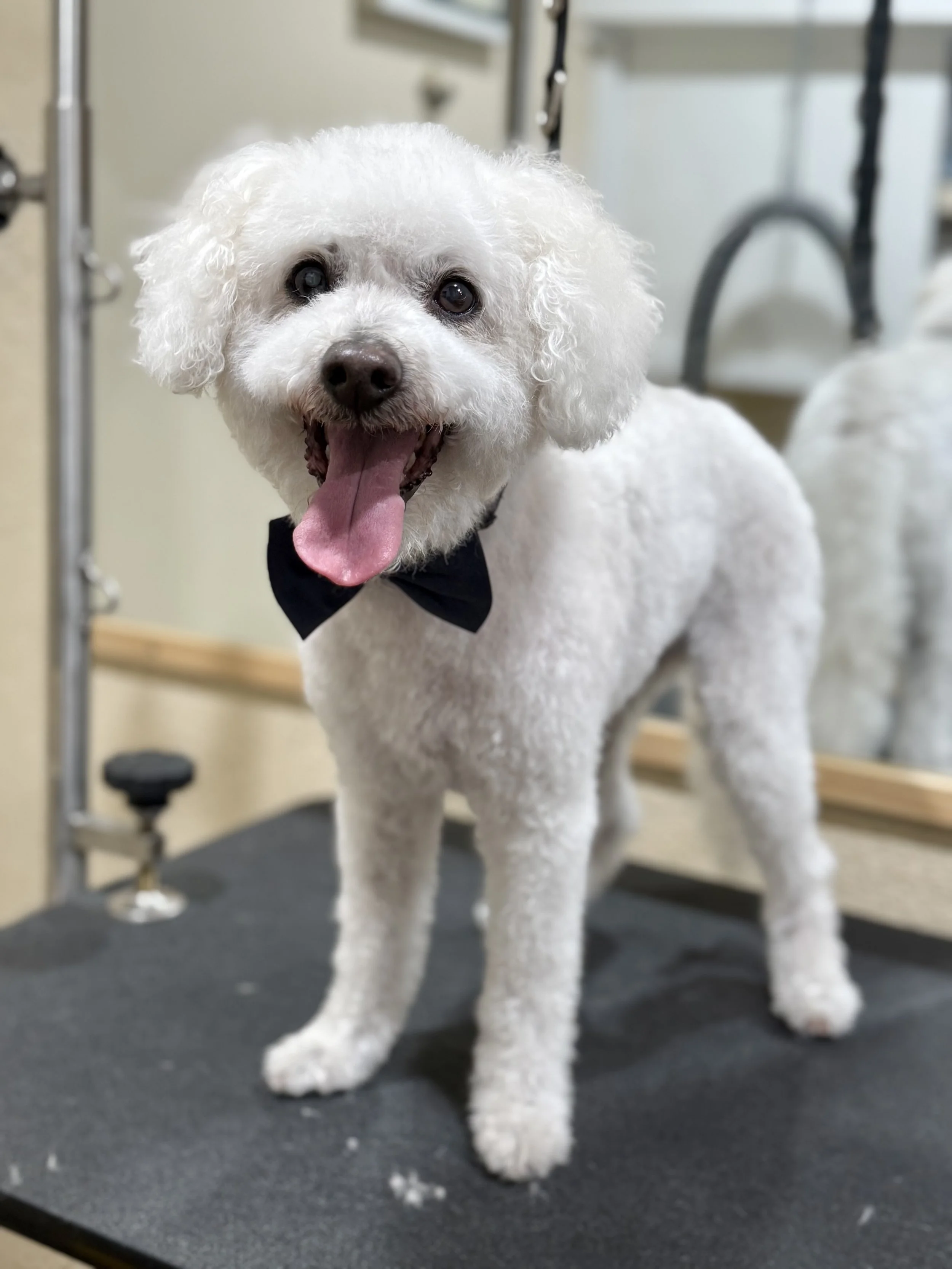 Successful Grooming for Elderly dogs