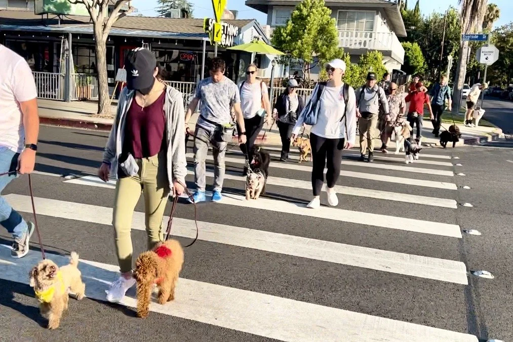 Pack walks and Dog Training