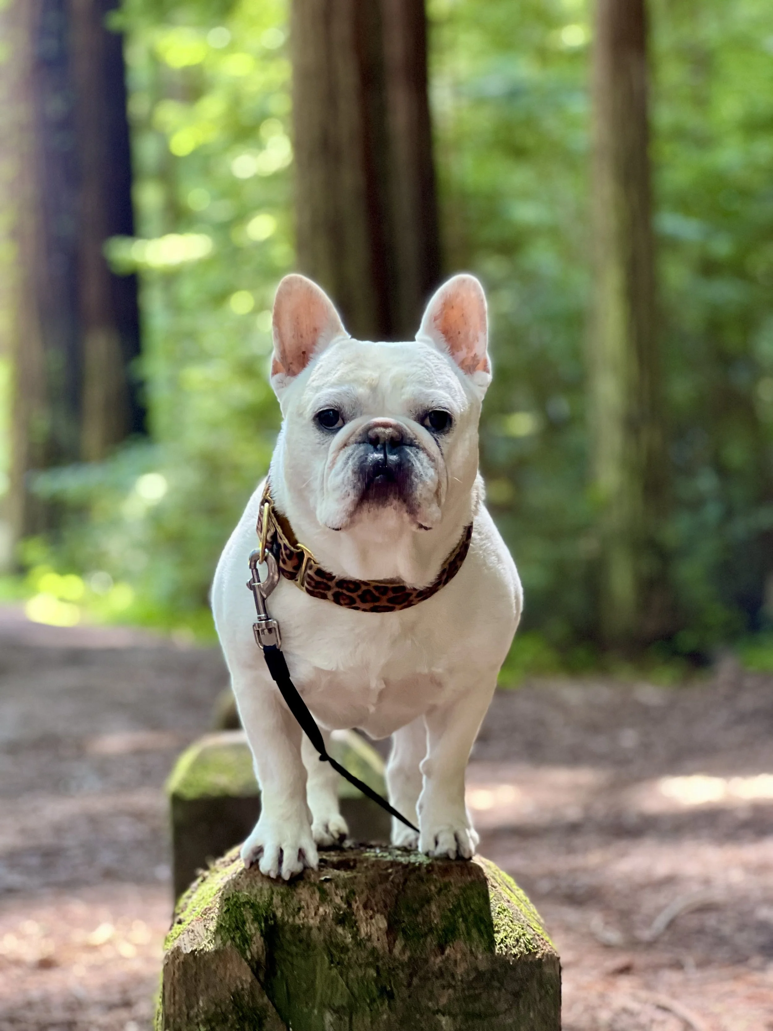 Loss of Your Best Friend