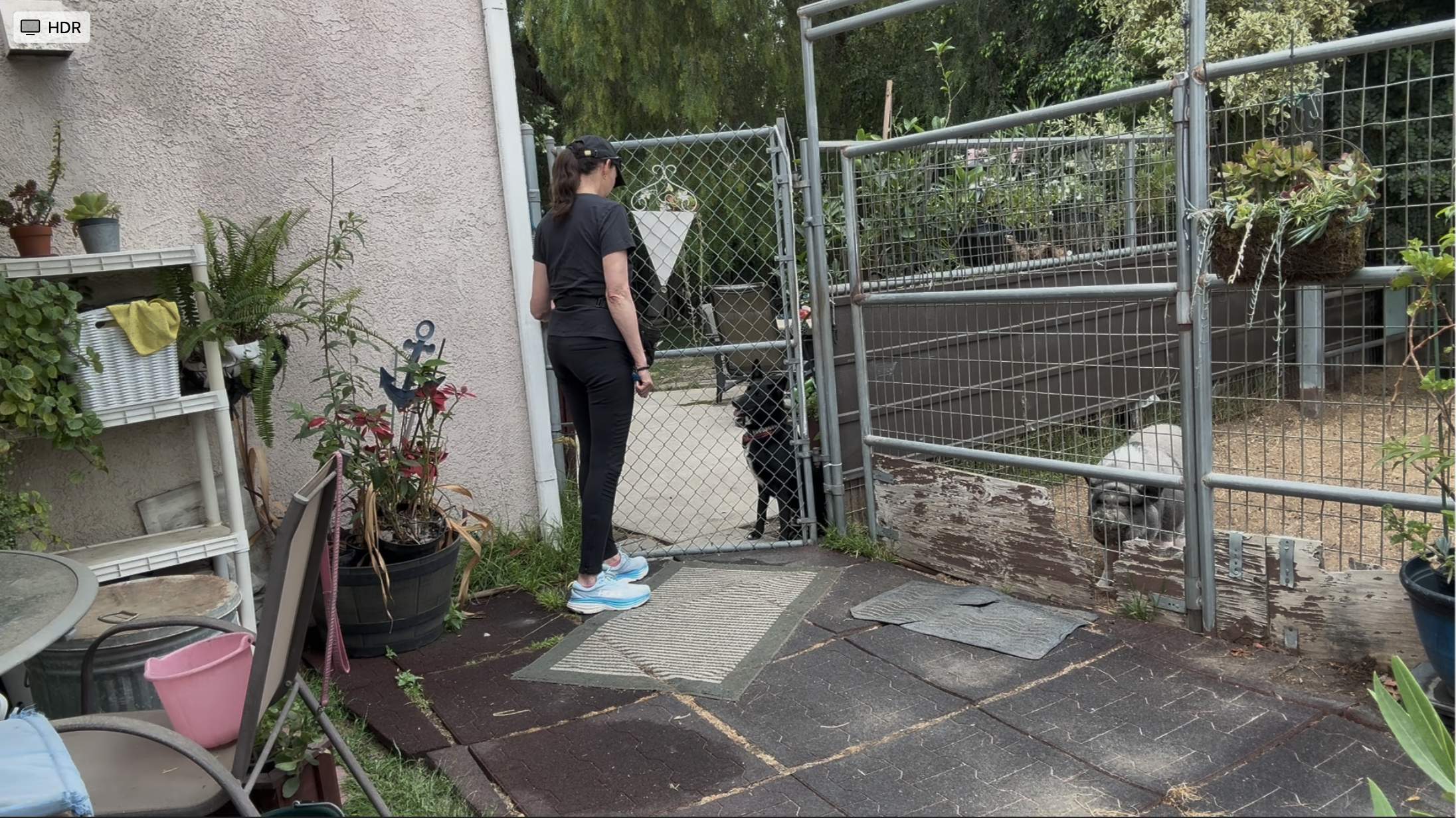 Dog training bad behaviors such as jumping