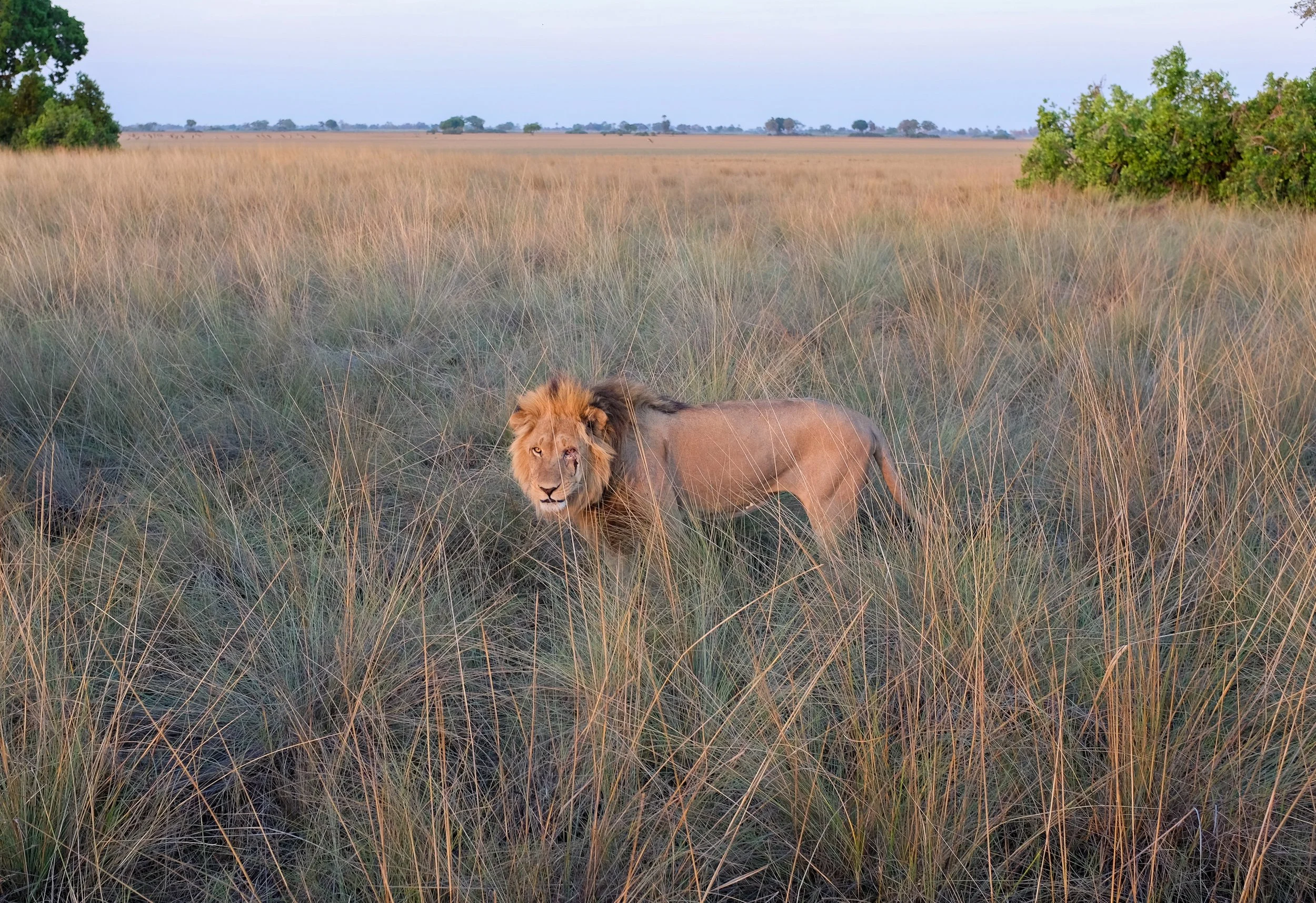 Lion standing in golden grassland during a safari in Botswana