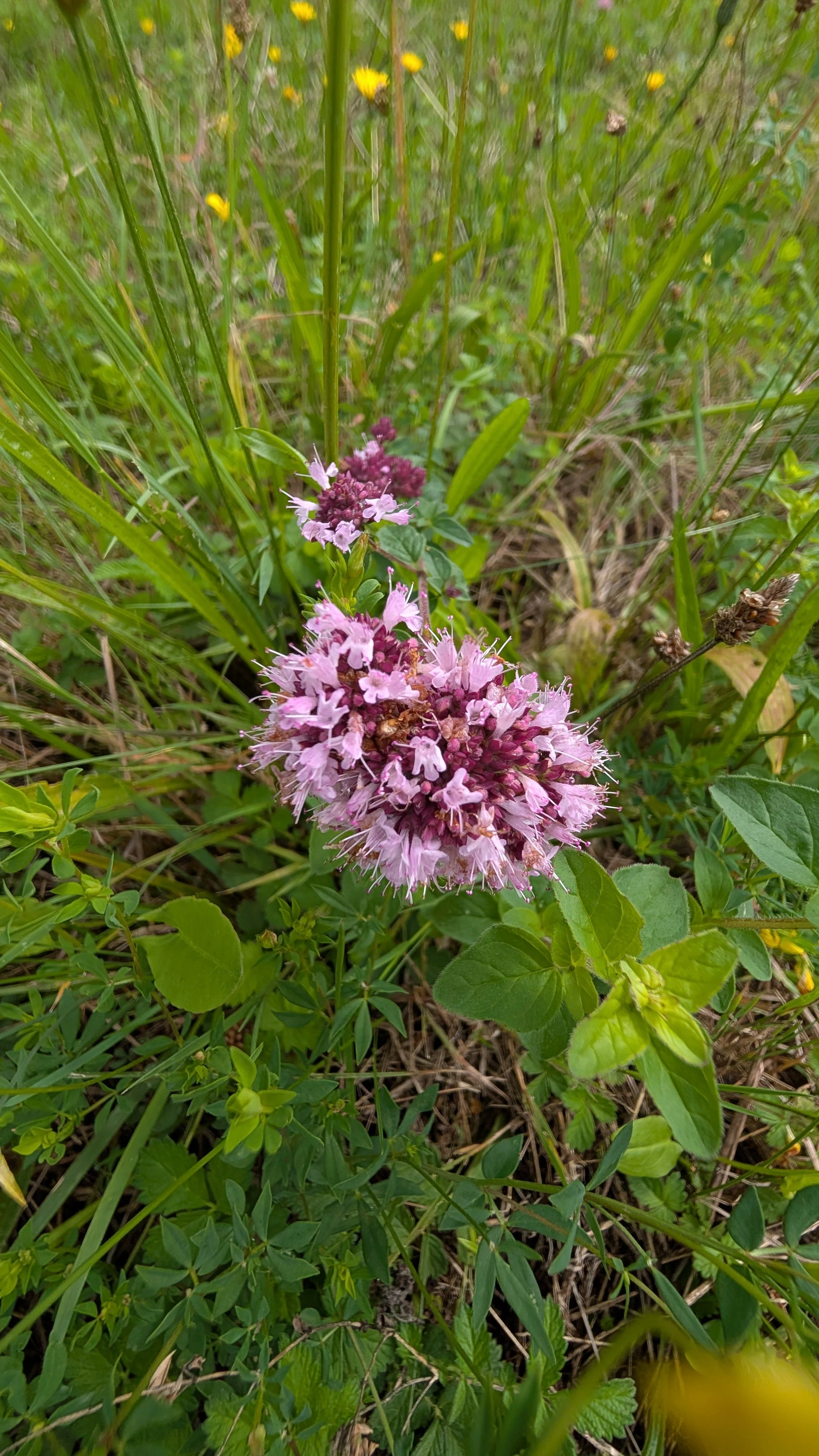 Wilder Majoran blüht am Wegesrand. Ein Duft von Sommer, Lebensfreude und die zarte Einladung, wieder in Kontakt mit der Natur zu treten.