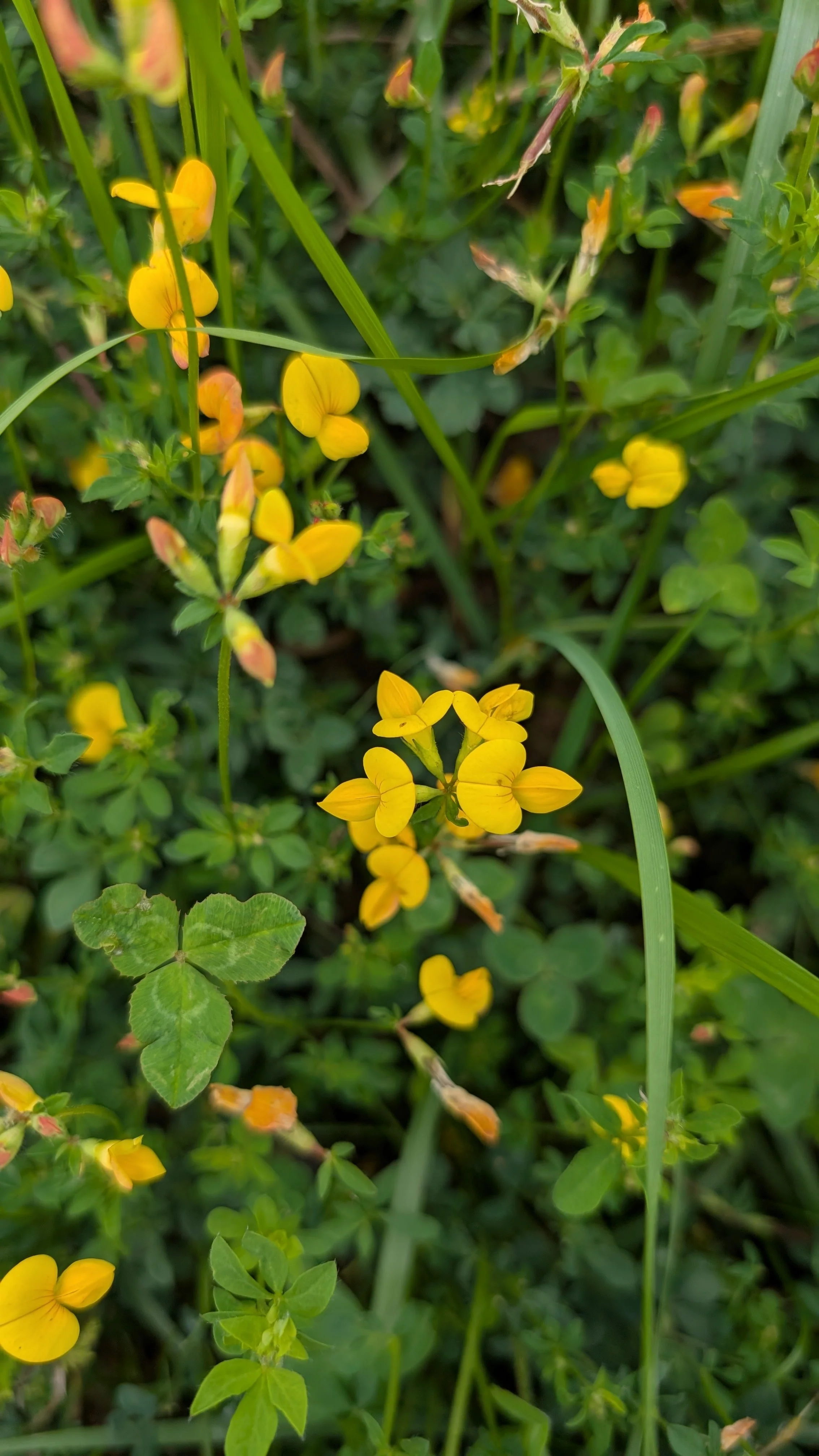 Kleine, gelbe Blüten leuchten zwischen dem Gras: der Hornklee blüht still und fröhlich, wie ein sonniger Gruß am Wegrand.