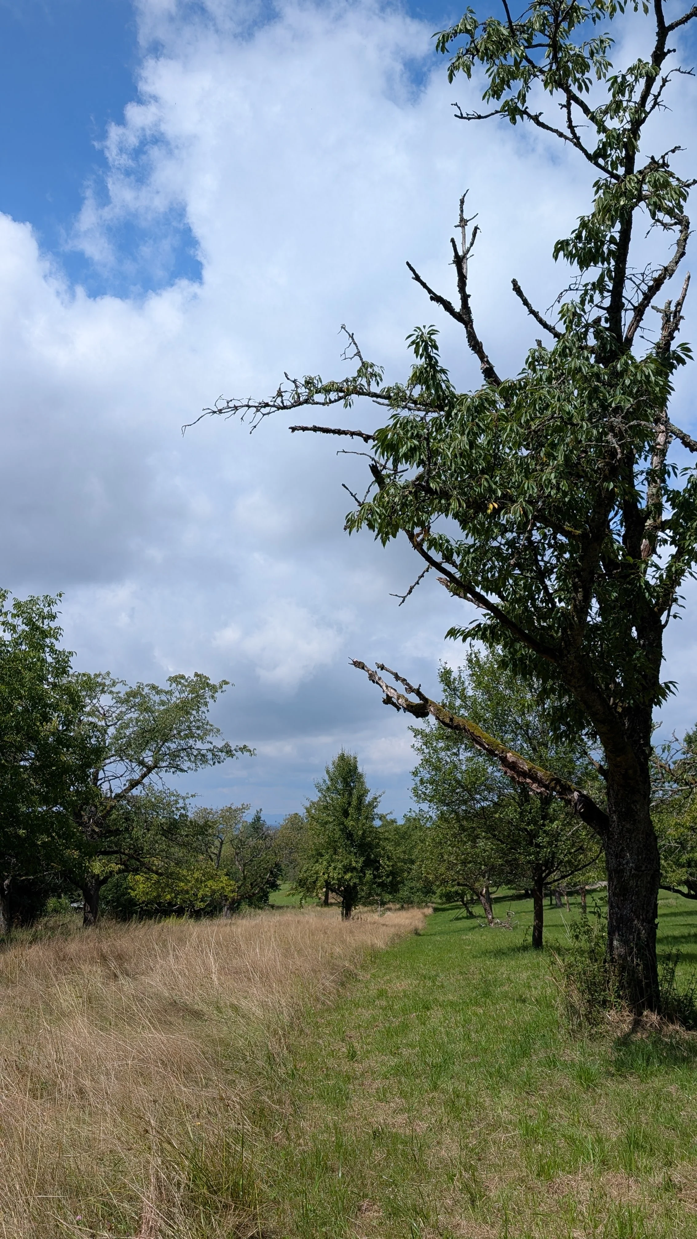 Streuobstwiese bei Sonnenschein und Wind: Sanfter Wind weht durch die alten Bäume. Die Streuobstwiese wird zum Ort der inneren Ruhe und Entschleunigung. Natur erleben und sich selbst wieder spüren.