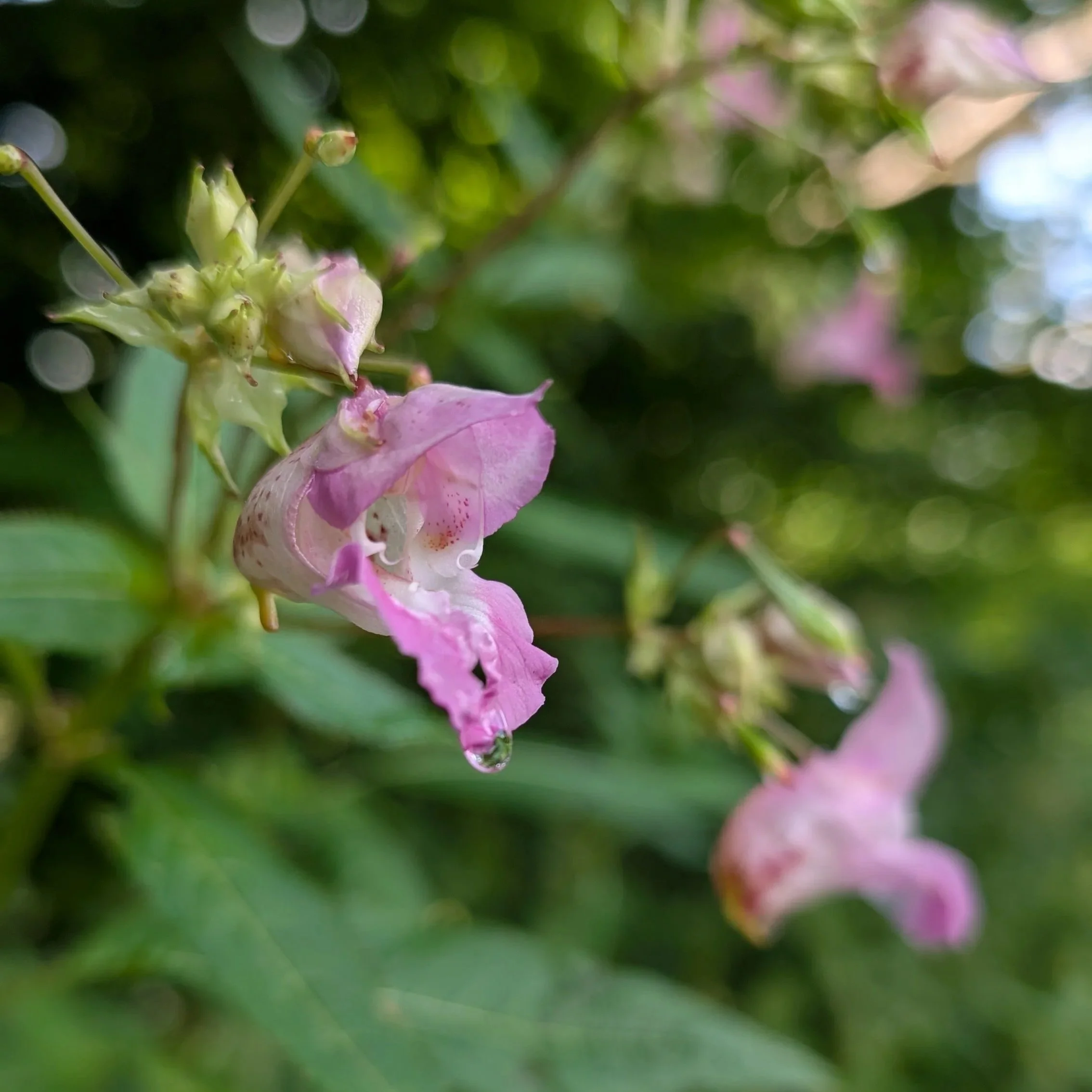 Pinke Blüten mit Regentropfen: Trotz ihrer Schönheit gilt das Drüsige Springkraut als invasiv – ein Sinnbild für das, was äußerlich reizvoll, aber innerlich belastend sein kann. Fasten hilft, das Wesentliche wieder zu erkennen.