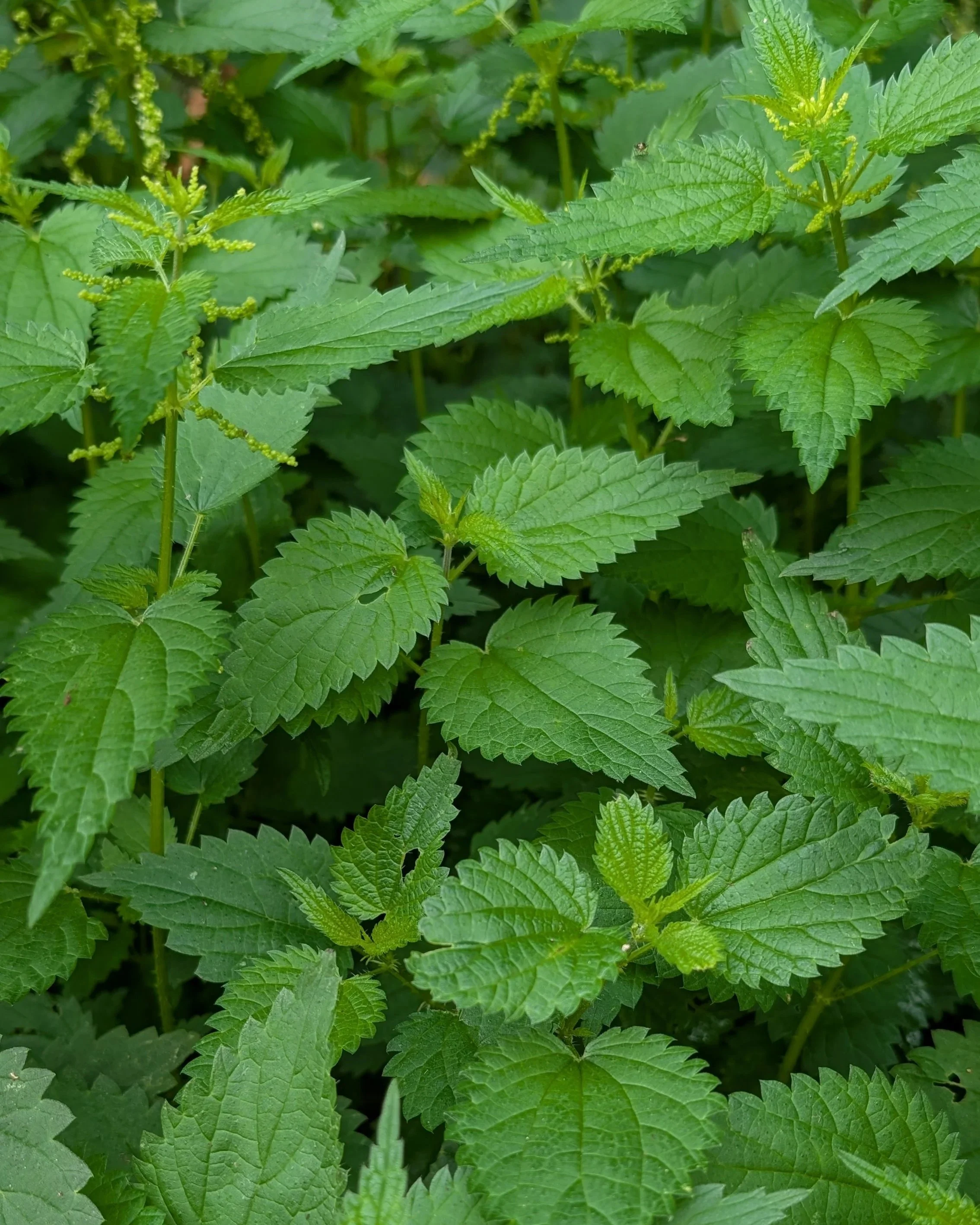 Junge Brennnesseln am Wegesrand, Heilpflanze und Wildgemüse zugleich: Brennnesseln stehen für die Kraft der Natur. Beim Basenfasten nutzen wir ihre reinigende Wirkung – auch symbolisch für einen Neustart.