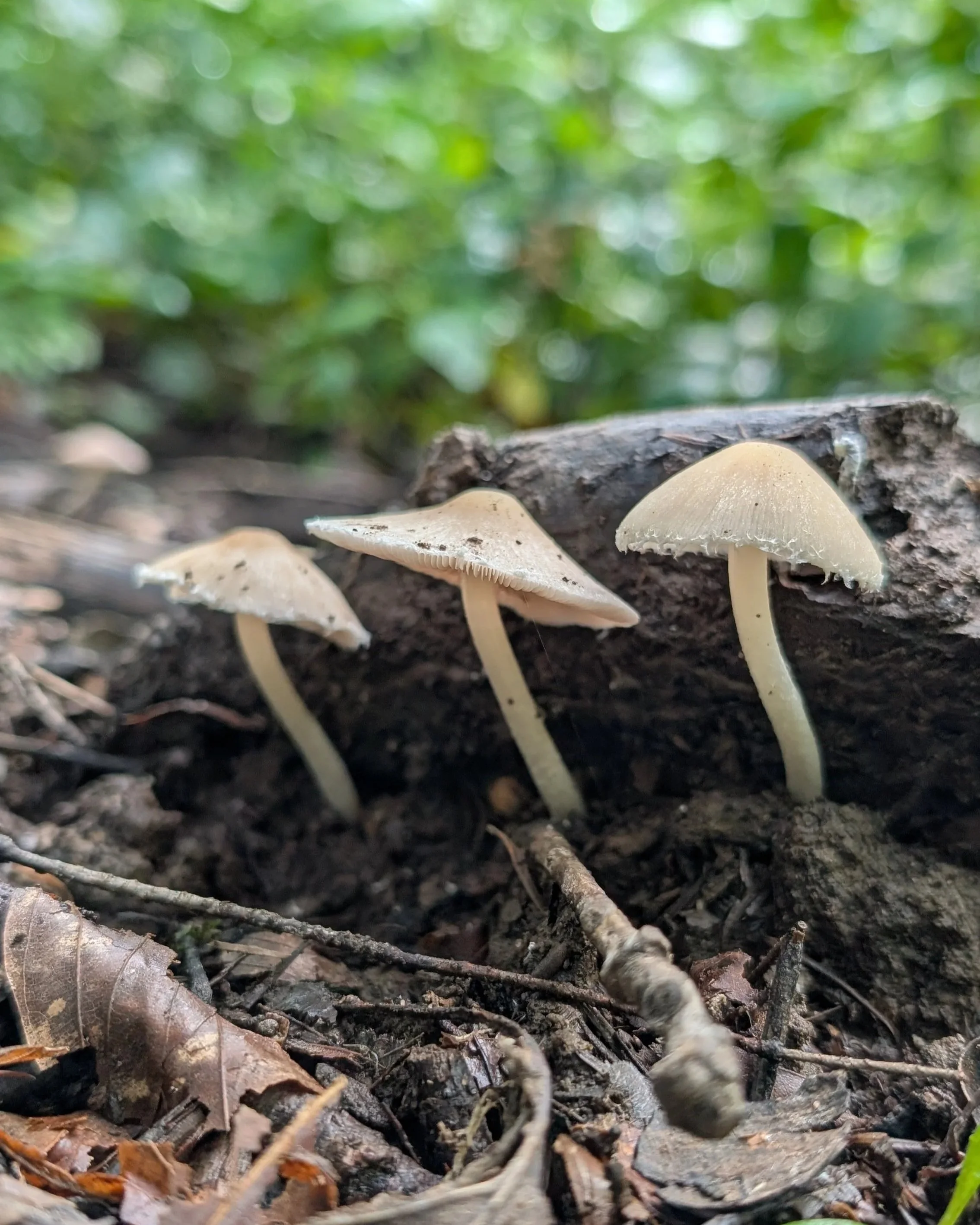 Drei kleine Pilze im Sonnenlicht: Gemeinsam in die Höhe gewachsen, ihre Hüte in die Sonne gestreckt. Diese Pilze stehen für Verbundenheit, Wachstum und Licht. Themen, die auch im Basenfasten Raum finden.