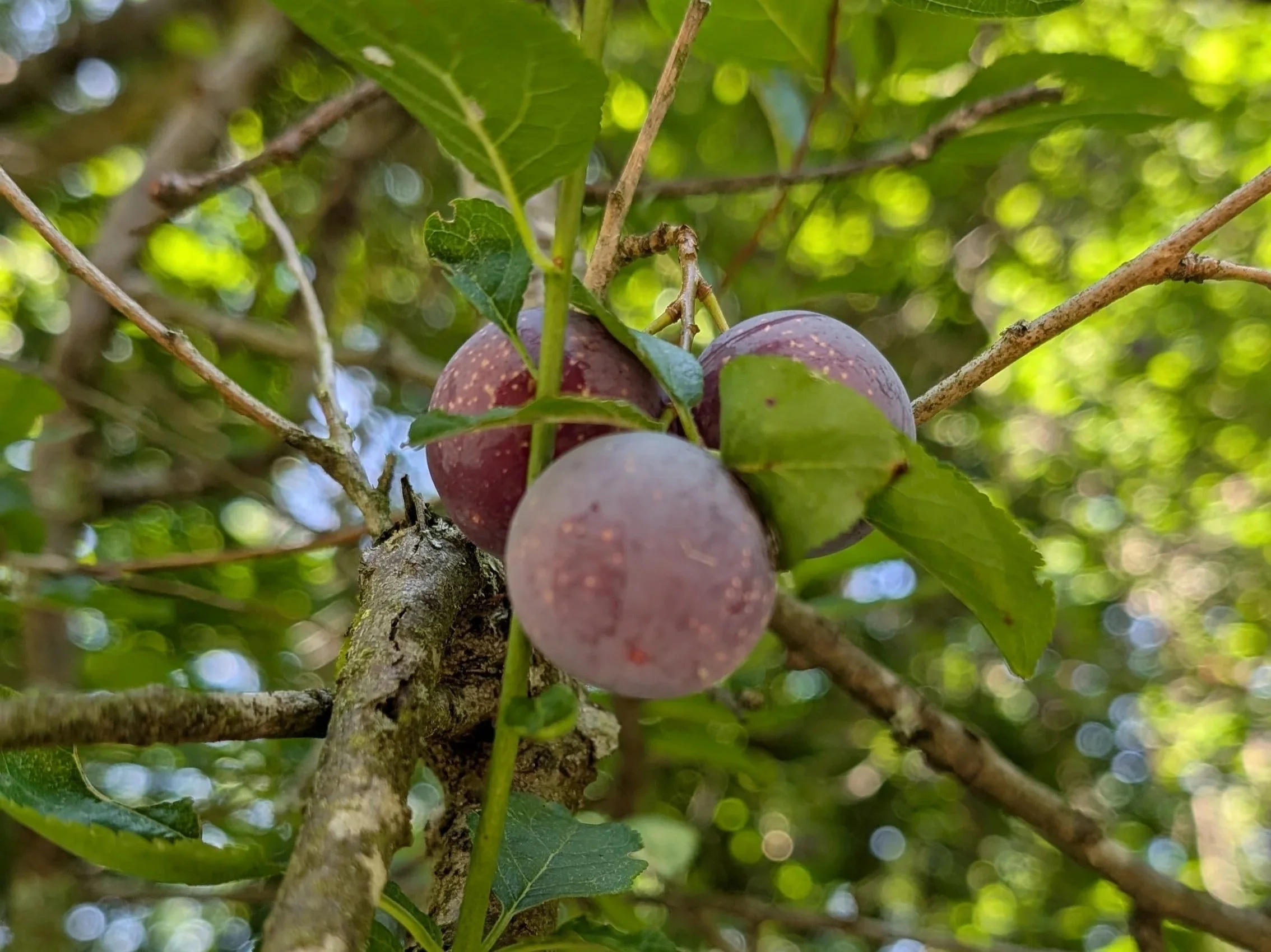 Reife Pflaumen am Baum auf der Streuobstwiese: Vollreife Pflaumen symbolisieren natürliche Fülle und saisonale Reife. Auf unseren Streifzügen durch die Streuobstwiesen erleben wir die Natur im Einklang mit unserem Körper.