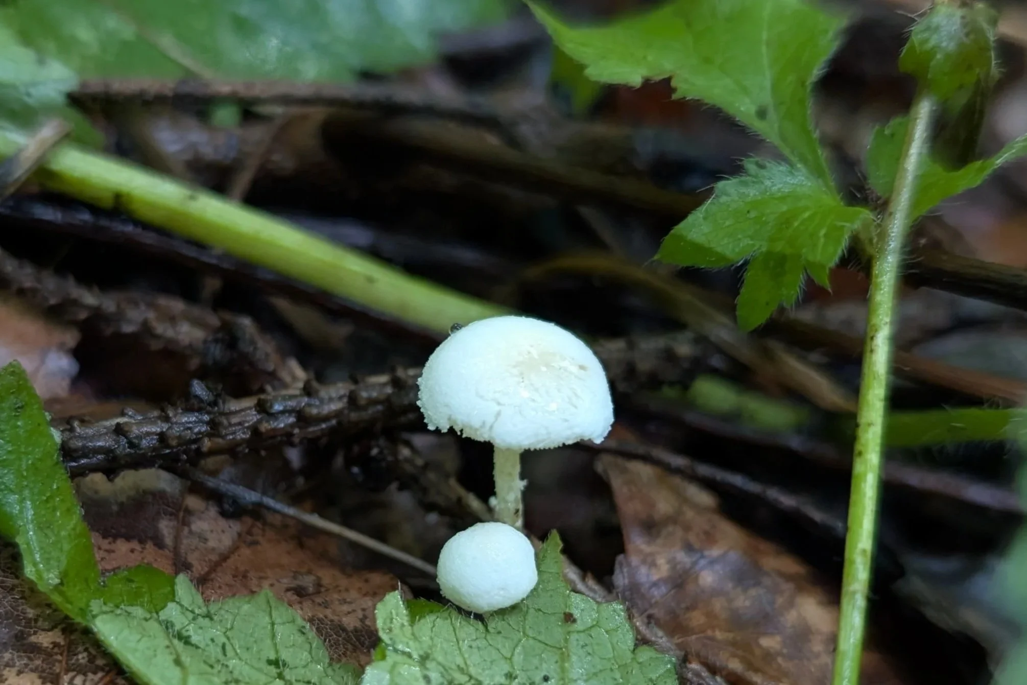 Kleiner weißer Pilz im Gehölz: Unscheinbar und doch faszinierend. Der kleine Pilz steht für die stille Kraft der Natur. Beim Fasten lernen wir wieder, das Kleine wertzuschätzen.