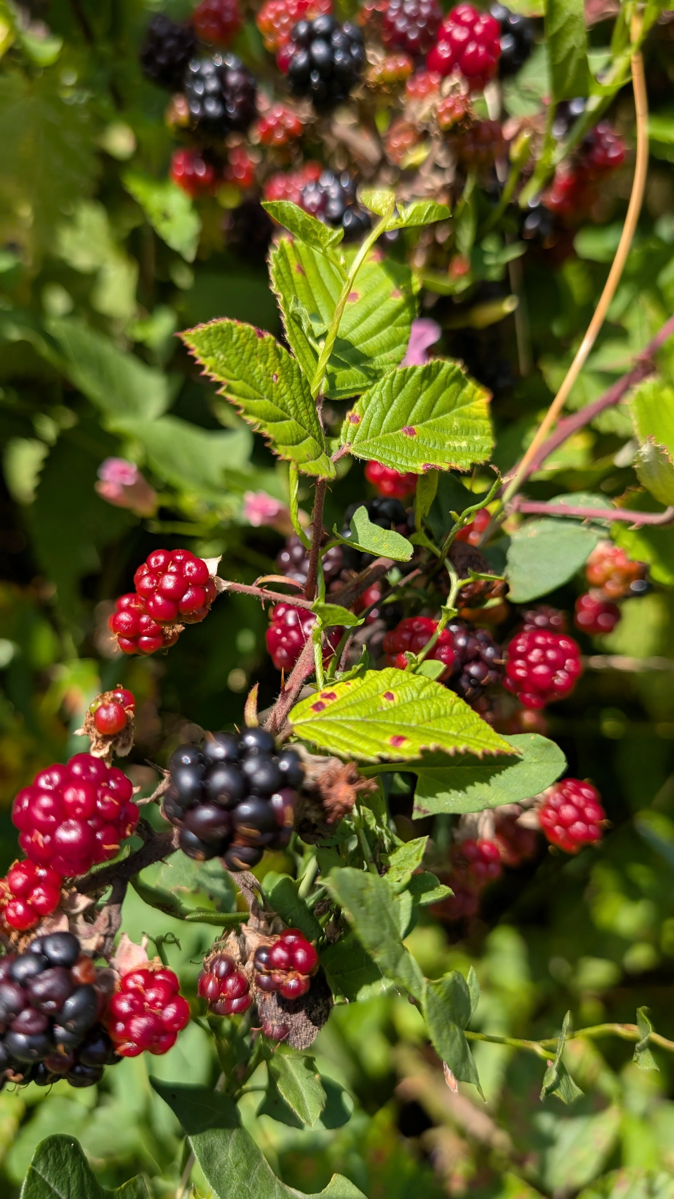 Volle Brombeersträucher am Waldrand: Üppige Brombeersträucher laden zum Innehalten und Naschen ein. Streifzüge durch die Natur wecken die Sinne – ein Genuss, der beim Basenfasten Raum hat.