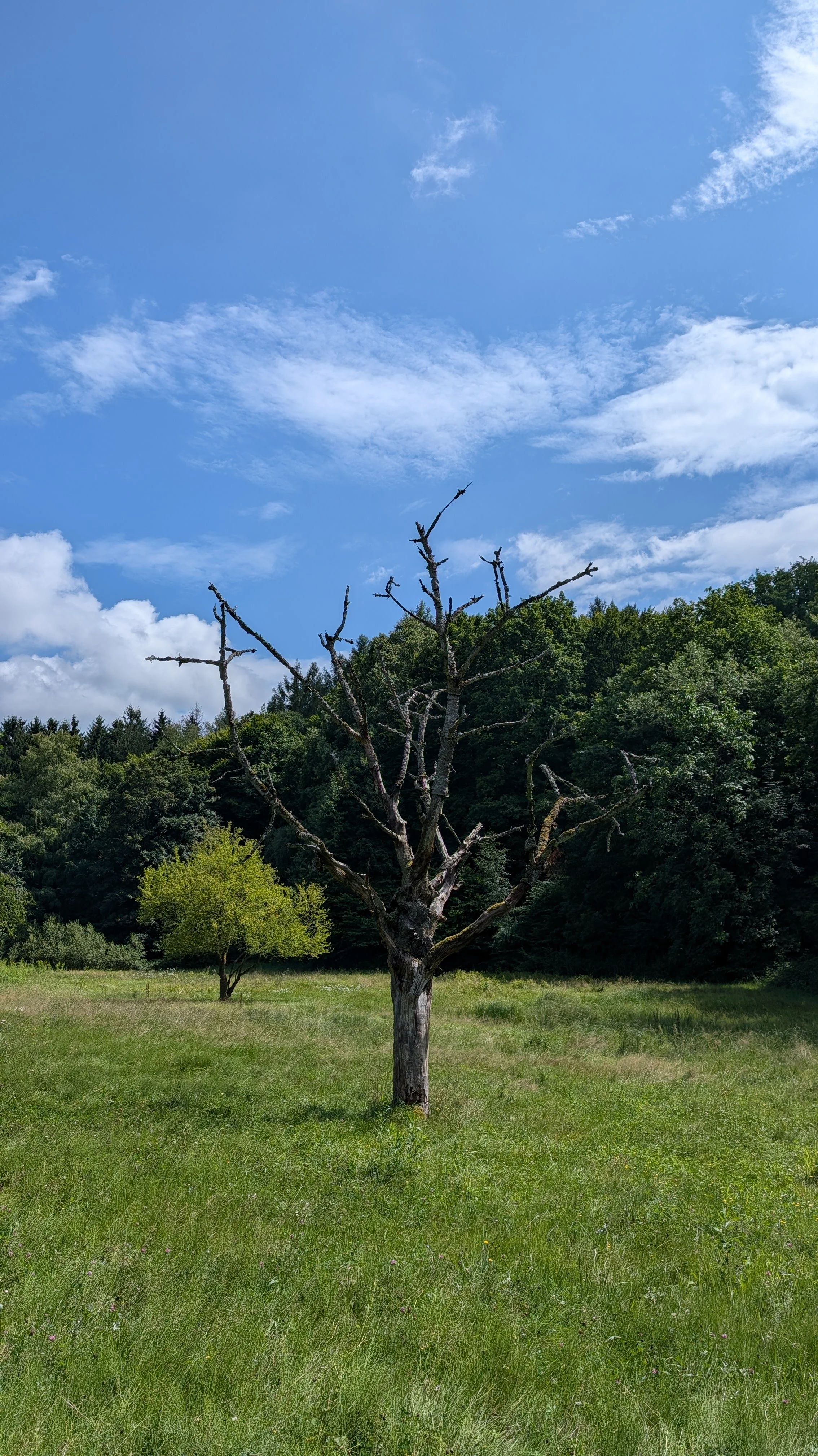 Sommertag auf der Streuobstwiese mit Totholz: Sonnenschein, weitläufige Wiesen und ein toter Baum. Ein Bild der Vergänglichkeit und gleichzeitig der Fülle. Wie beim Fasten: Entschleunigen, loslassen, regenerieren.