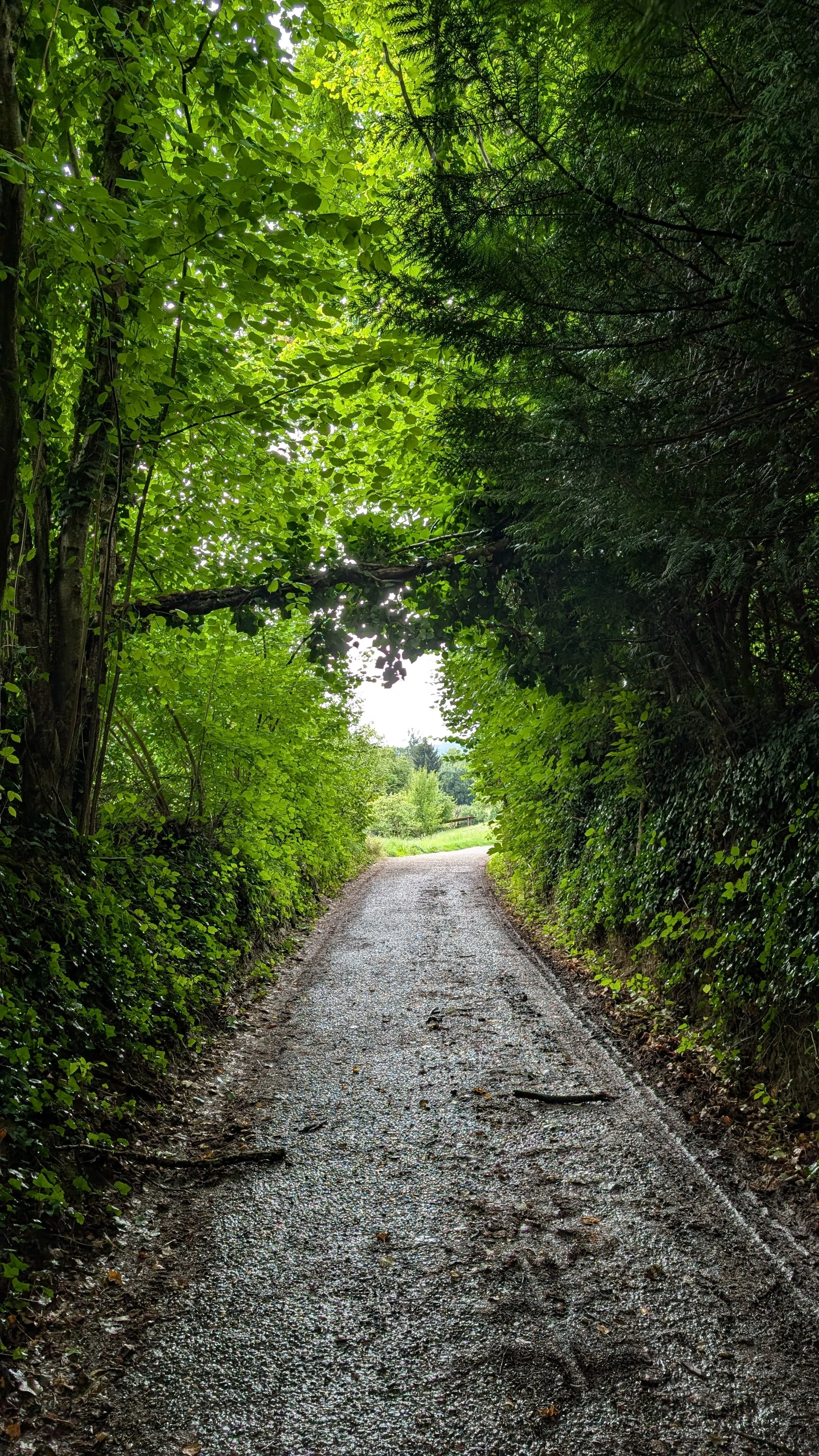 Ein Hohlweg, eingesunken im Lauf der Zeit. Er erzählt von Wegen, die andere vor uns gegangen sind, und lädt uns ein, in die Tiefe zu lauschen.