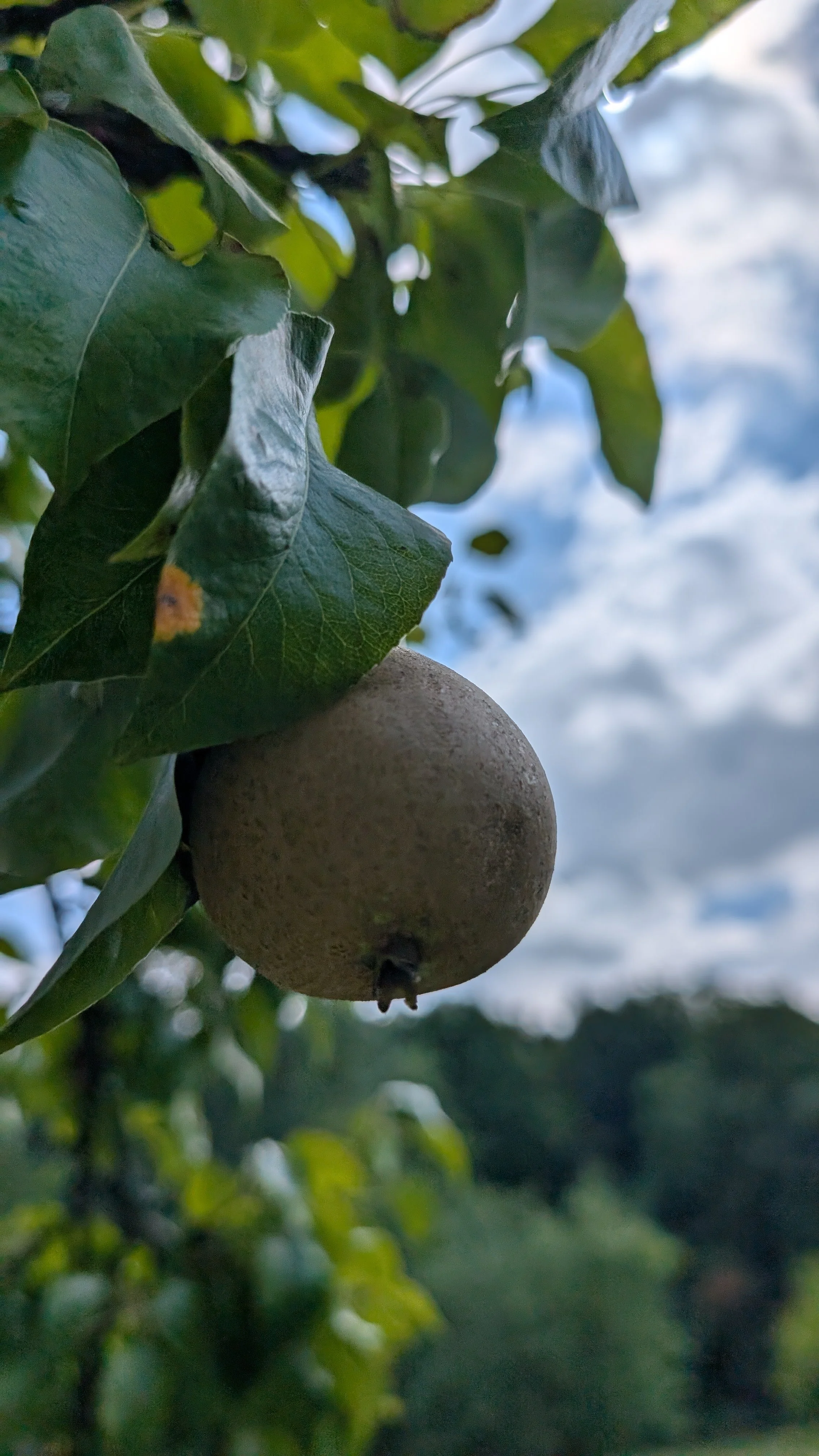 Birne am Baum auf der Streuobstwiese:
Eine junge Birne in der Sommerhitze – basenbildend, natürlich und voller Leben. So einfach kann gesunde Ernährung sein.