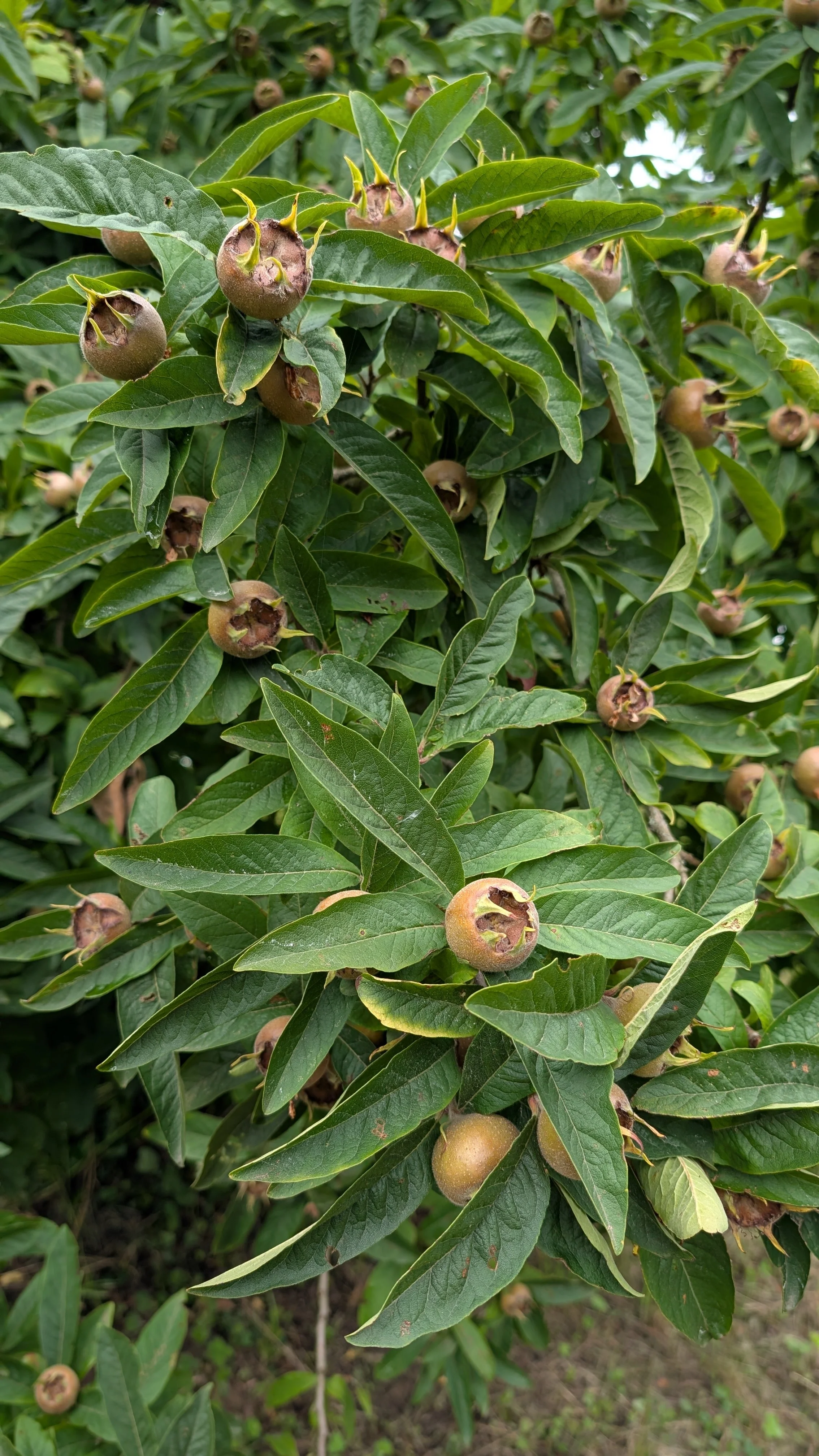 Ein selten gewordener Mispelbaum wächst still zwischen anderen Bäumen. Der Geschmack von Mispeln erinnert an alte Zeiten, an Einfachheit und natürliche Fülle.
