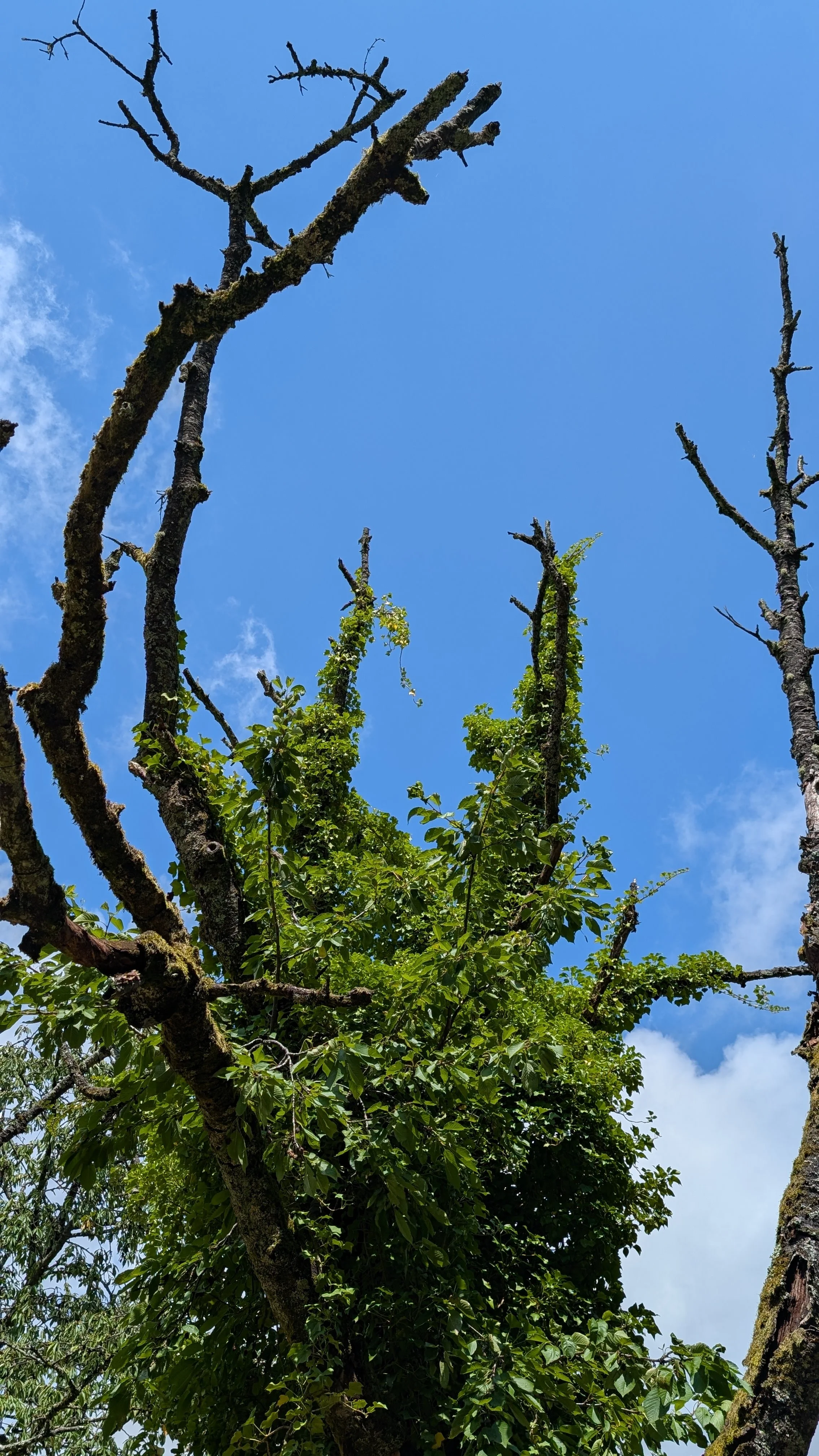Totholz mit Efeu – neues Leben auf altem Baum: Ein abgestorbener Obstbaum, vom Efeu umrankt, spendet weiterhin Lebensraum. Auch beim Fasten dürfen alte Strukturen genutzt werden, um Nährboden für Neues zu schaffen.