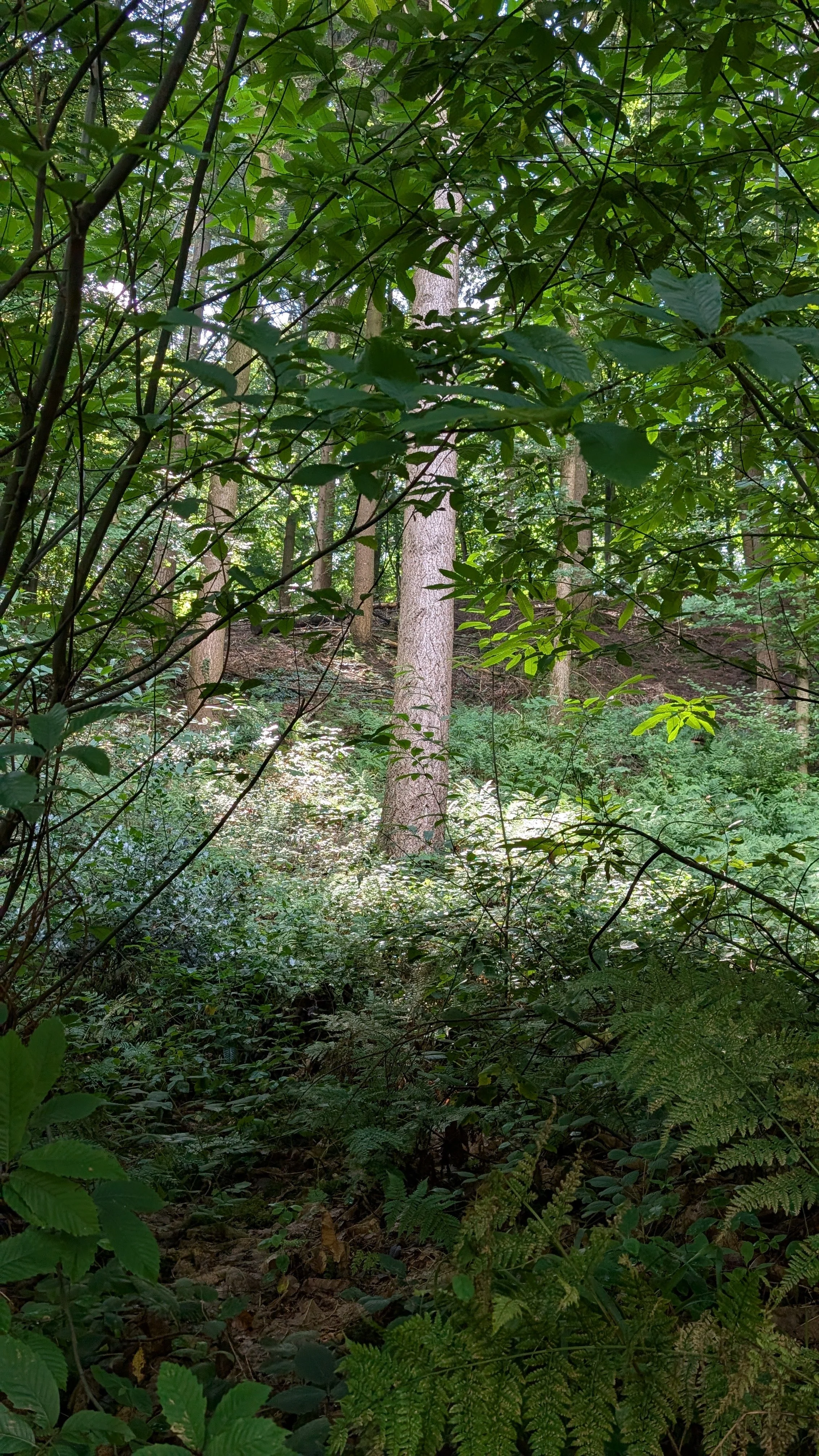 Waldszene mit Baumstamm im Licht: Ein einzelner Baumstamm leuchtet im Licht, während der Rest des Waldes im Schatten liegt – wie ein inneres Erwachen. Basenfasten schenkt Klarheit und neue Perspektiven.
