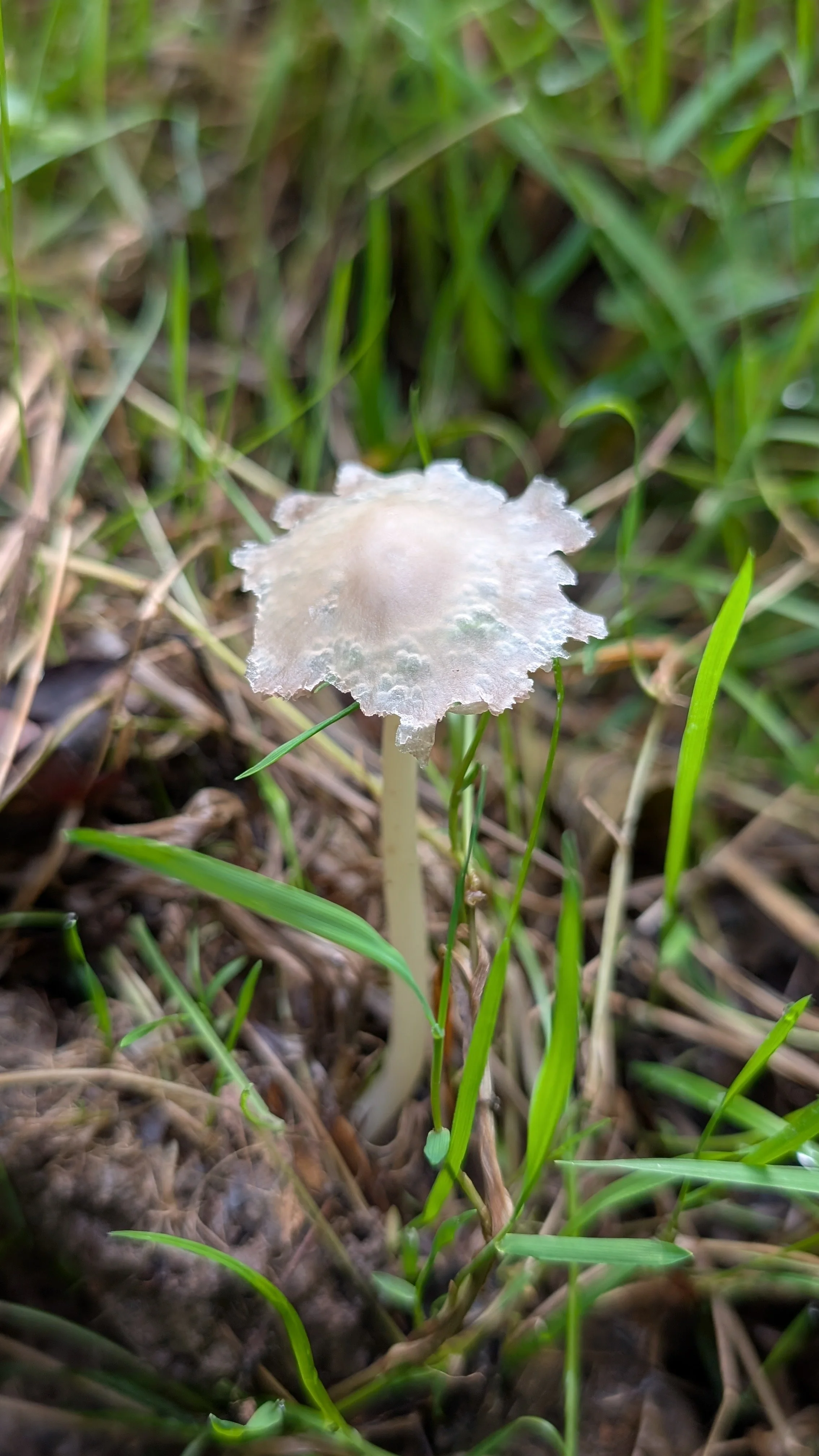 Zarter, gläserner Pilz auf Wiese: Ein fast durchsichtiger Pilz auf der Wiese erinnert an die stille Schönheit des Unscheinbaren. Beim Basenfasten entdecken wir die kleinen Wunder der Natur neu.