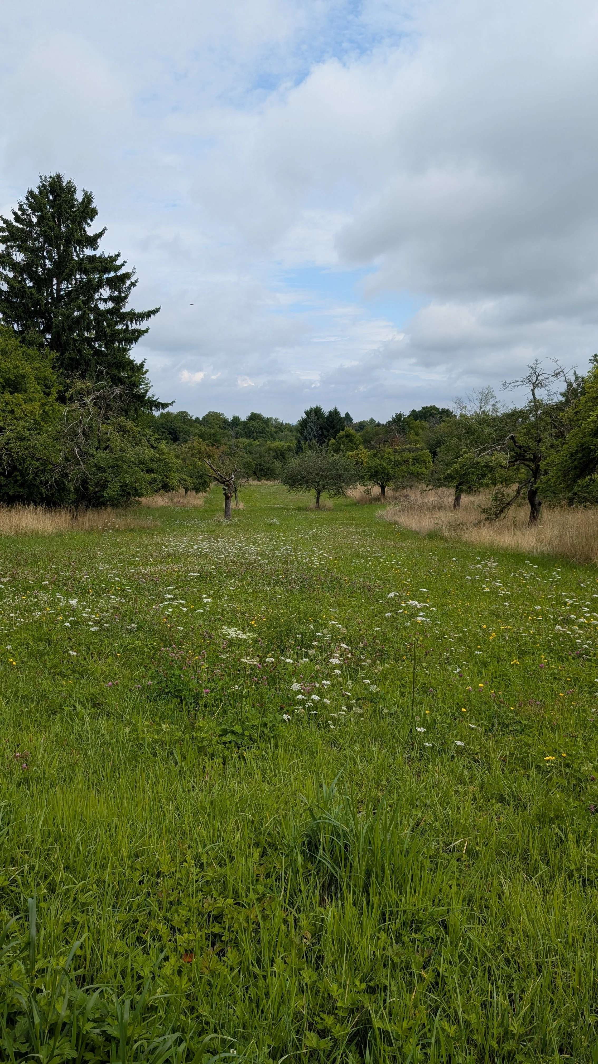 Die Obstwiese lädt ein, sich treiben zu lassen, unter alten Bäumen zur Ruhe kommen, dem Wind lauschen und die Langsamkeit wiederfinden.