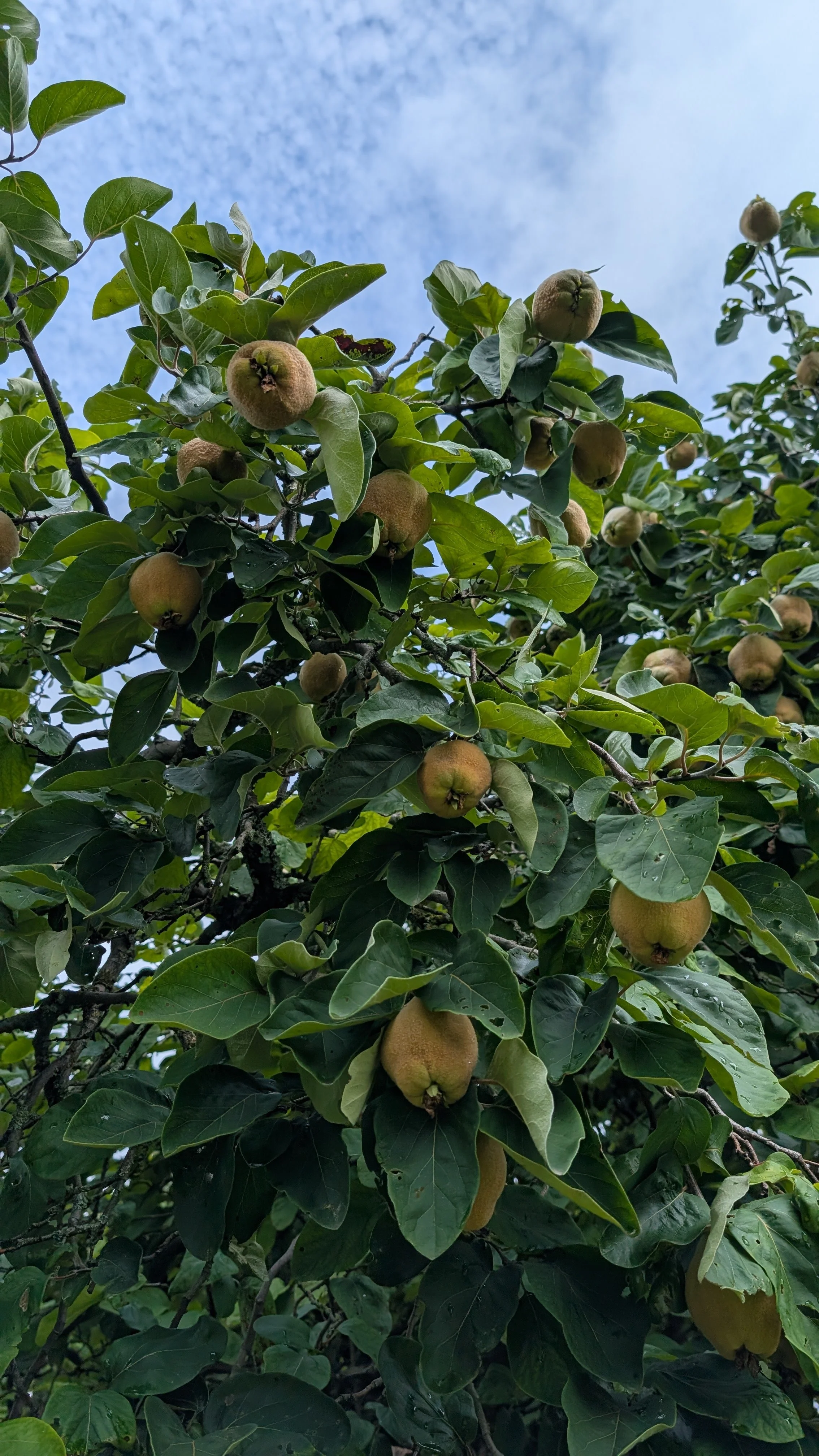 Gelbe Quitten reifen in der Sonne. Ihr Duft kündigt den Herbst an, ihr Geschmack erzählt von warmen Händen und alten Rezepten.