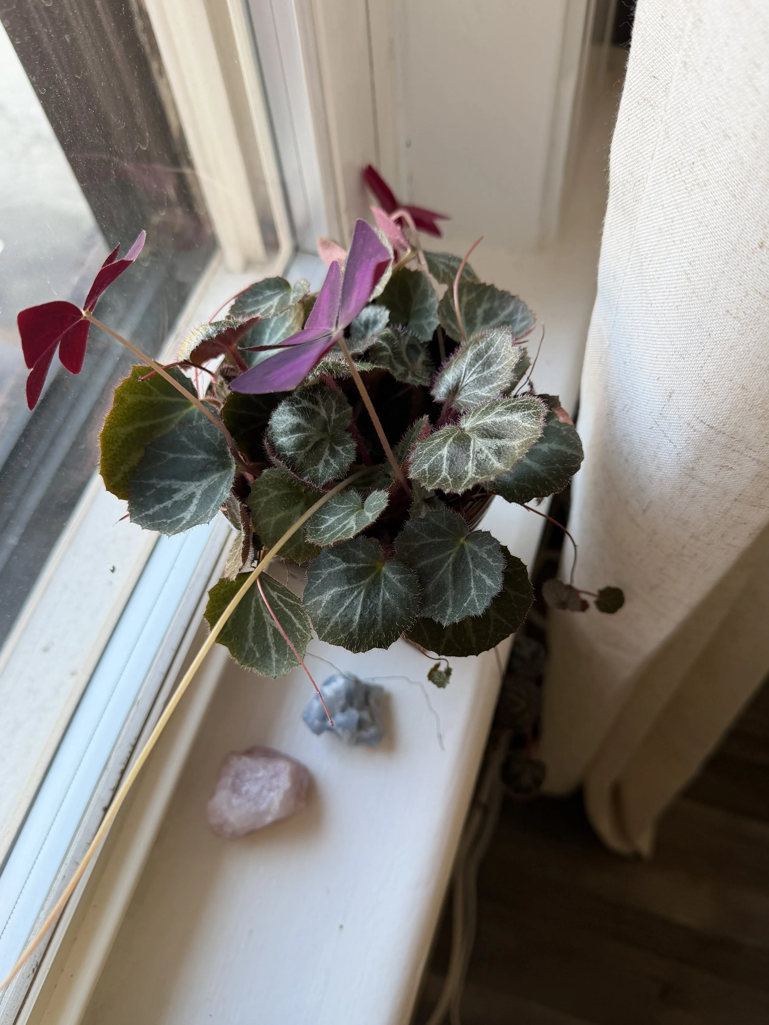 Plant symbolizing growth on windowsill of counselor's office in New Britain.