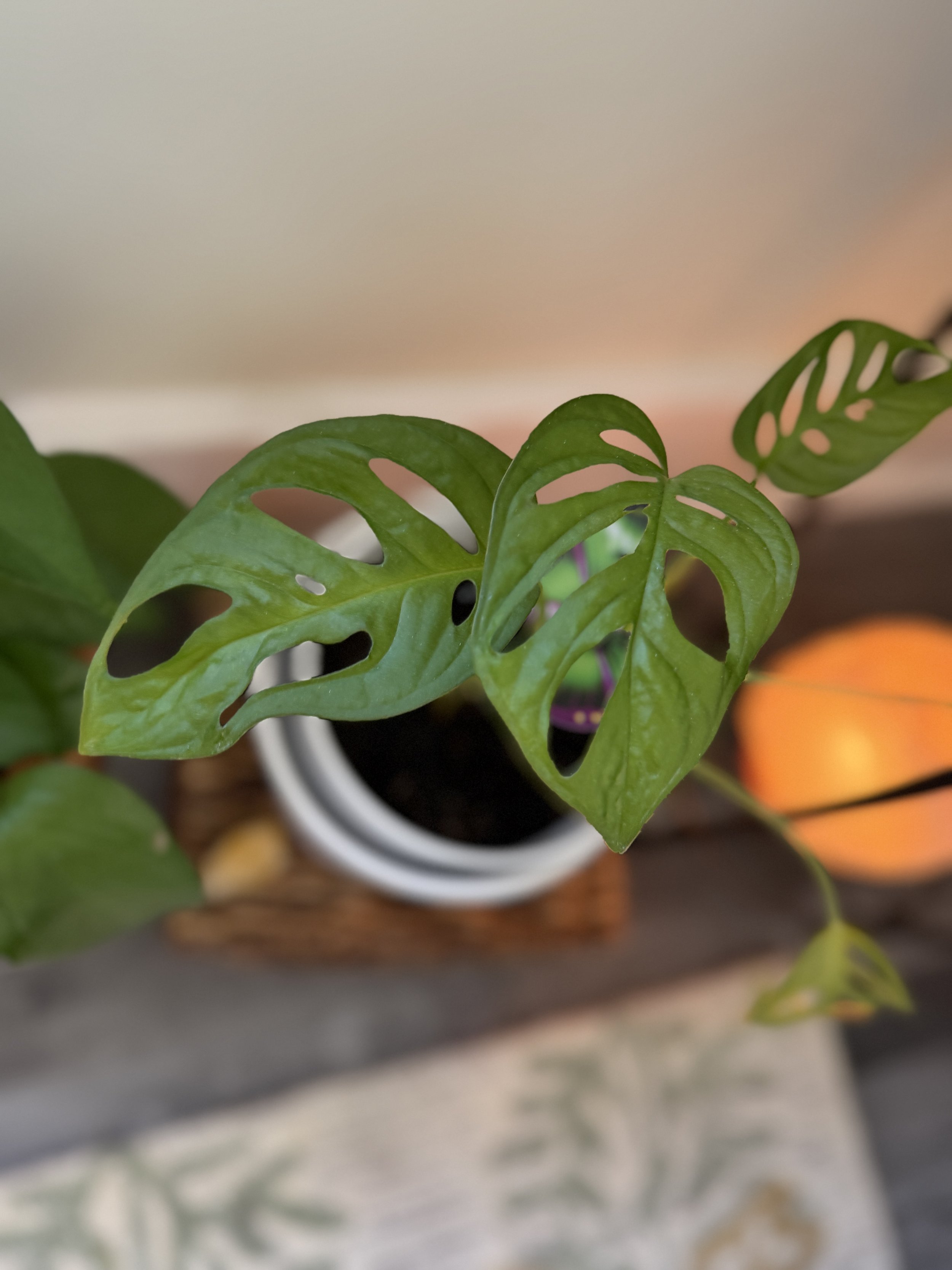 Green plan near salt lamp in anxiety therapy office for soothing ambiance.