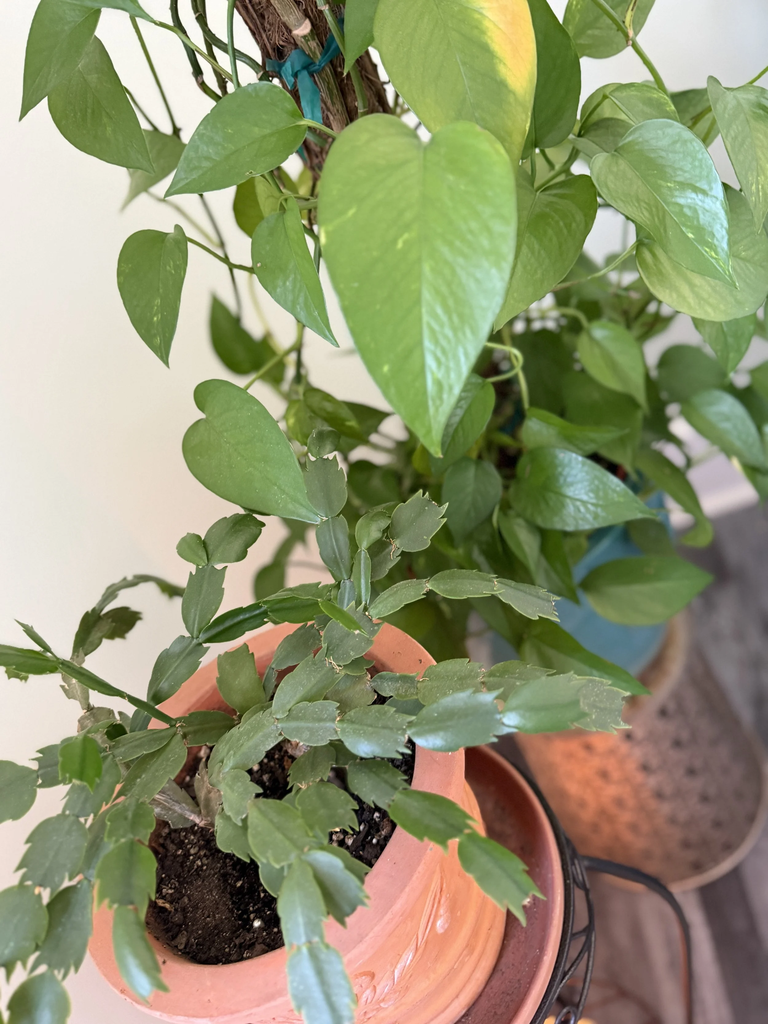 Plants in therapy office to symbolize resilience.