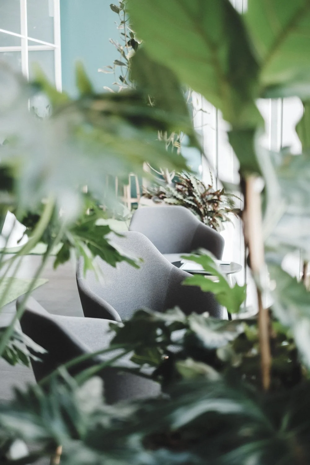Indoor setting with gray chairs and a small table seen through lush green plants.