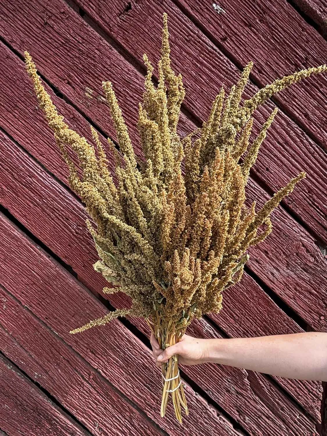 DRIED AMARANTH