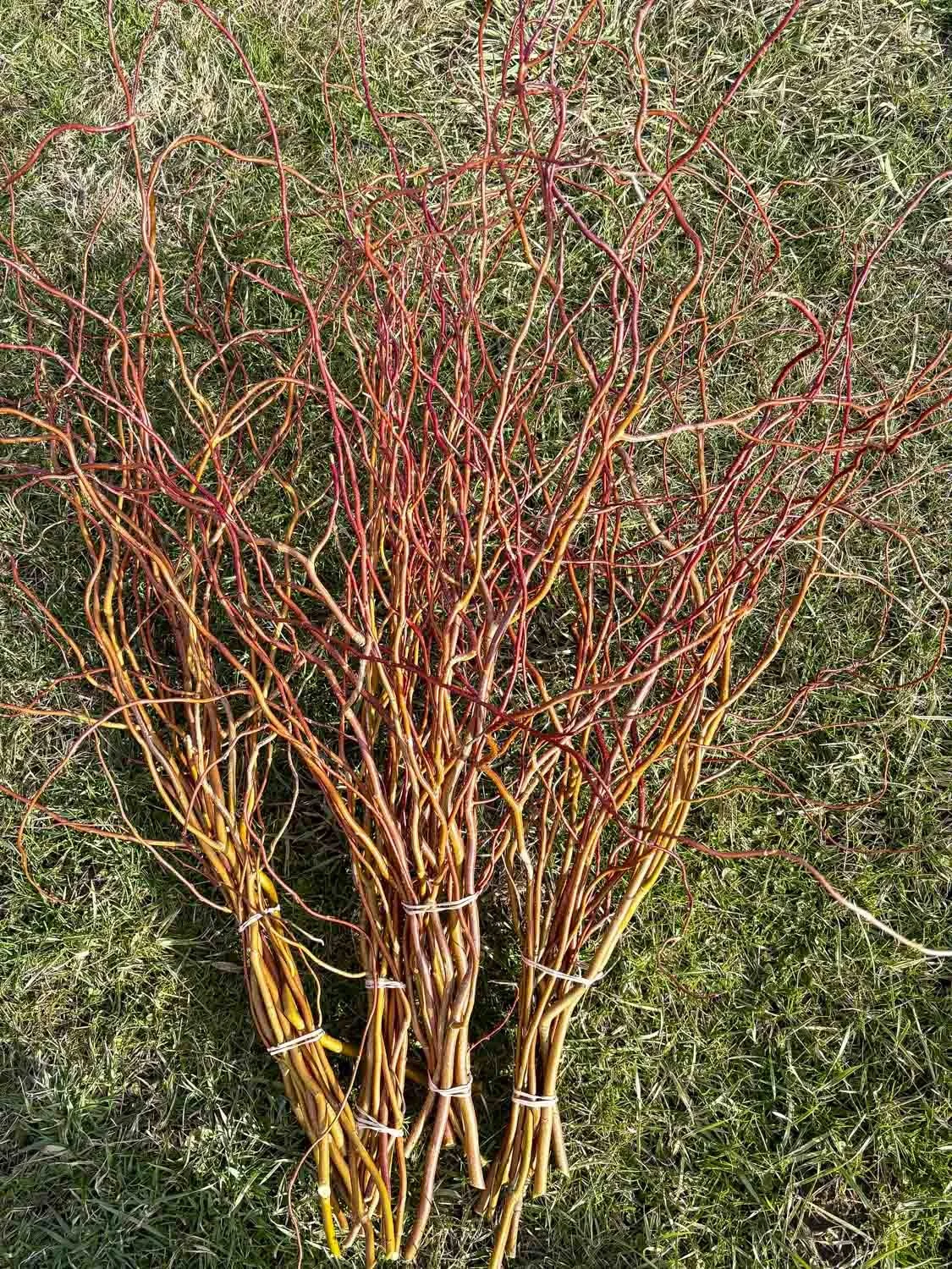 RED CURLY WILLOW