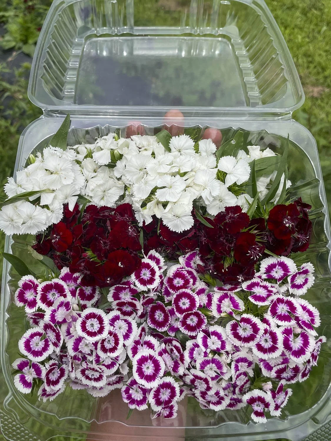 DIANTHUS