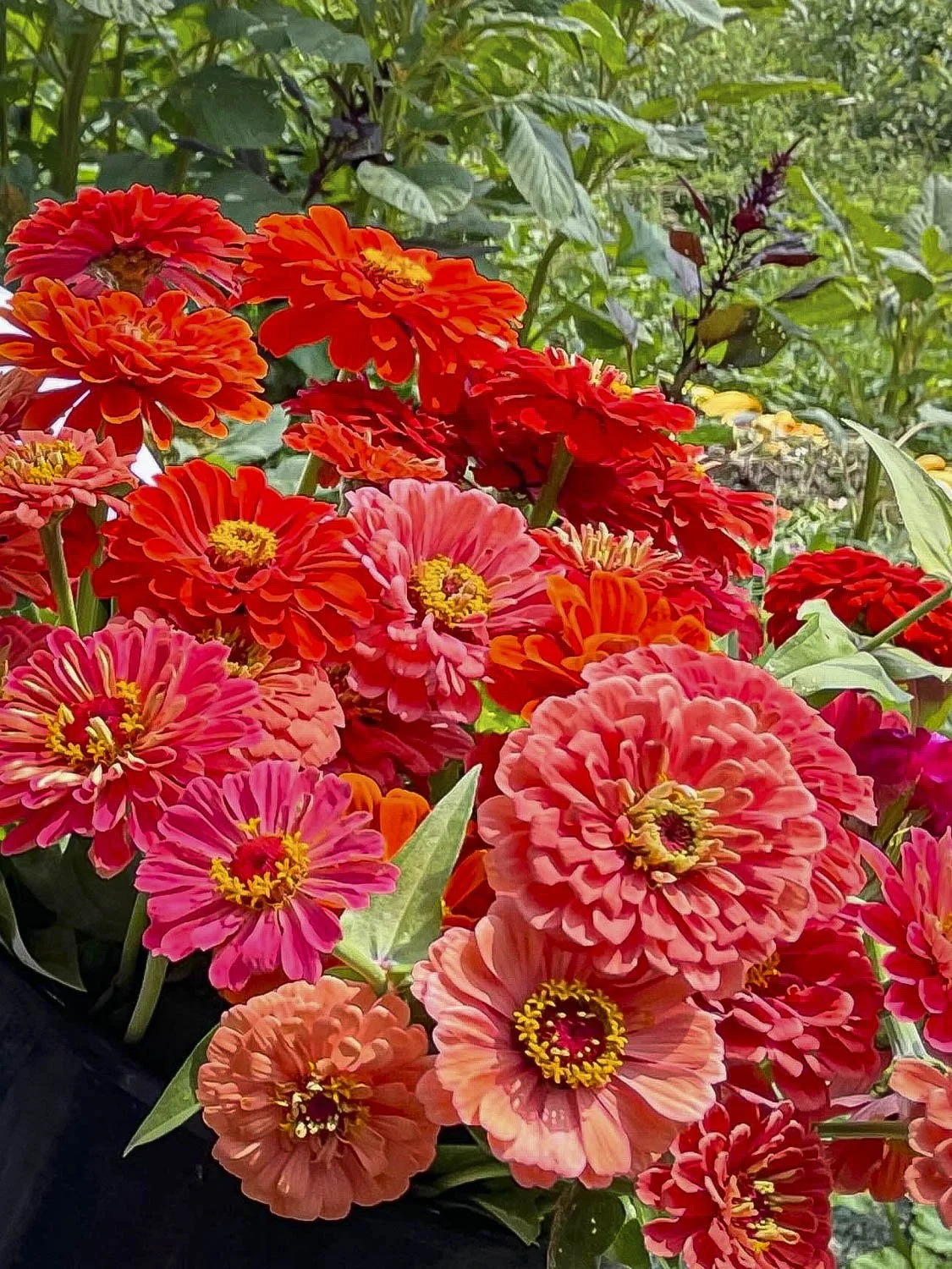 ZINNIAS - Coral