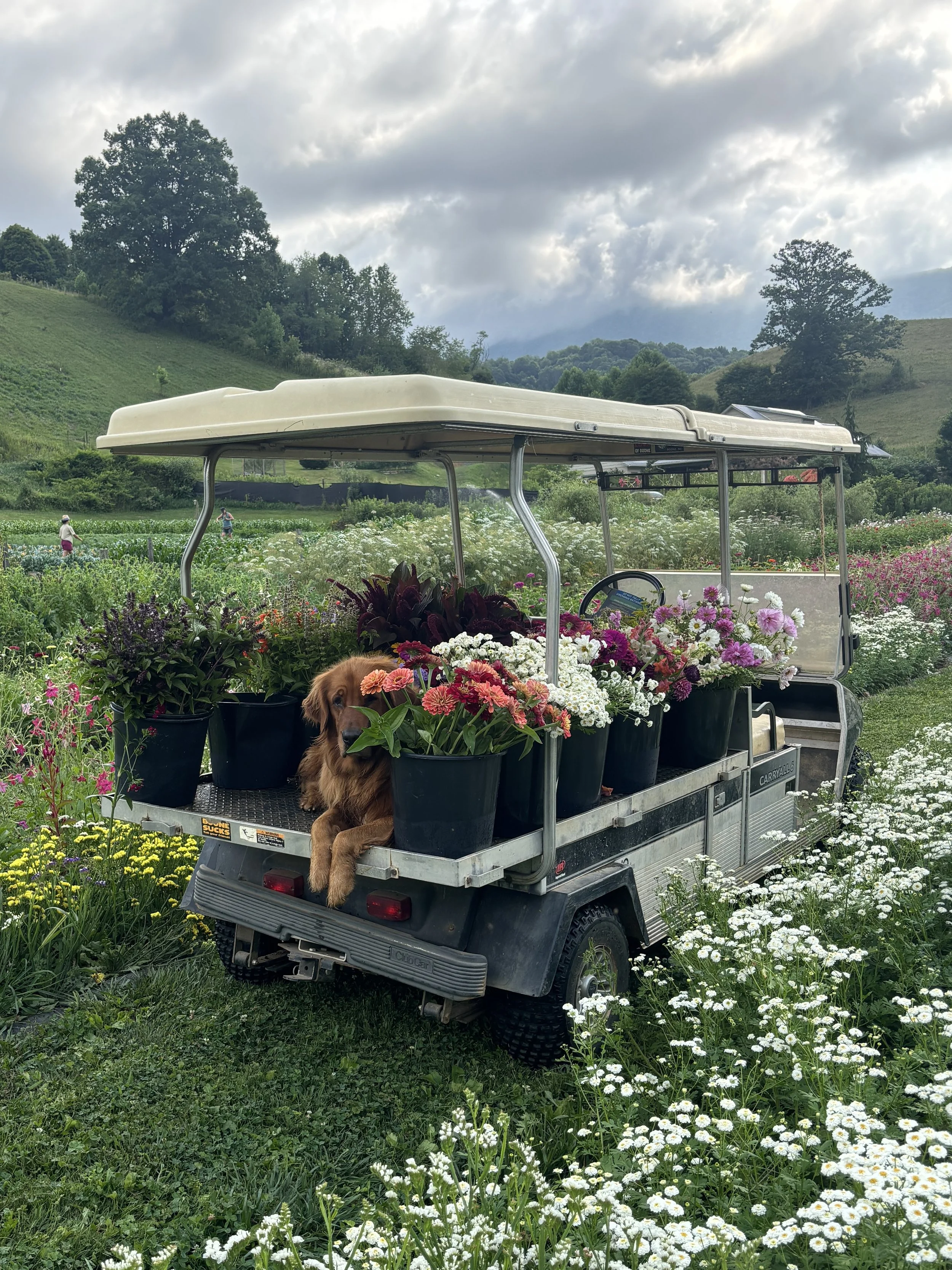 A golf cart filled with colorful potted flowers parked in a lush flower field, with a dog resting among the plants, and a scenic rural landscape behind.