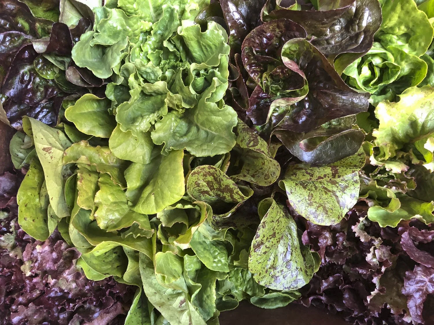 Freshly Harvested Lettuce, Springhouse Farm, Boone NC.JPG