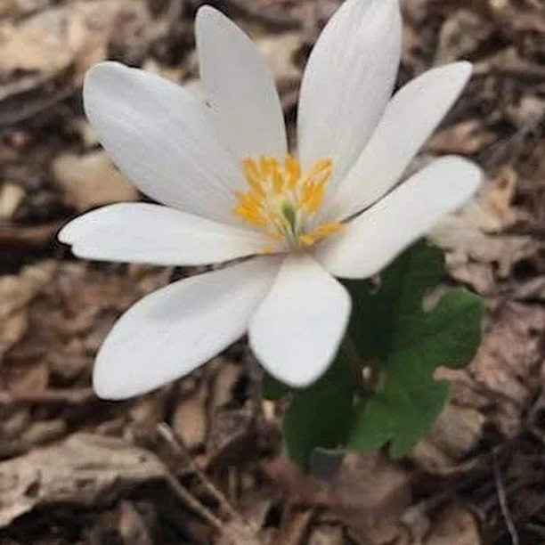 A single white flower with yellow stamens growing from the ground surrounded by brown leaves.