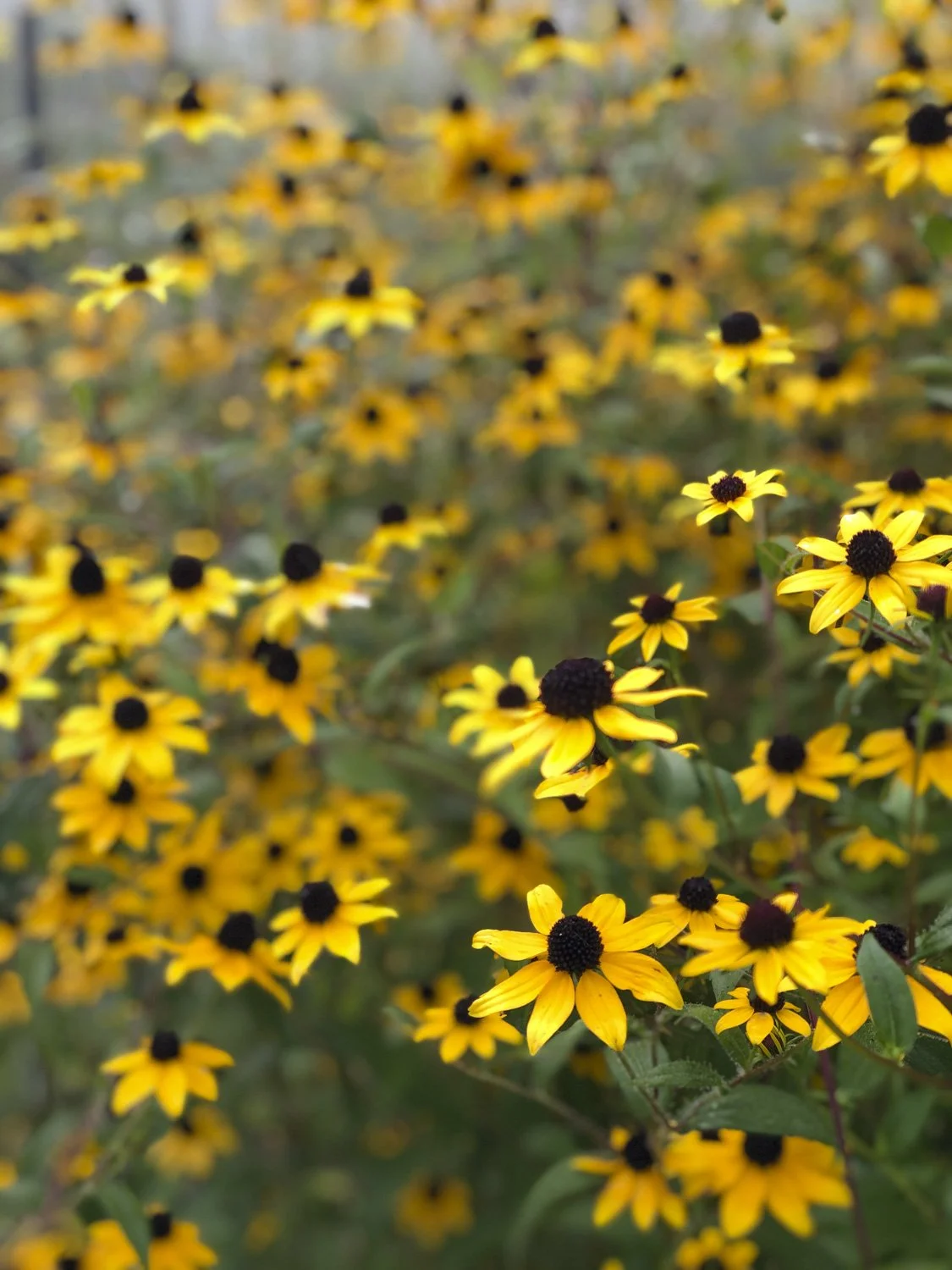 RUDBECKIA