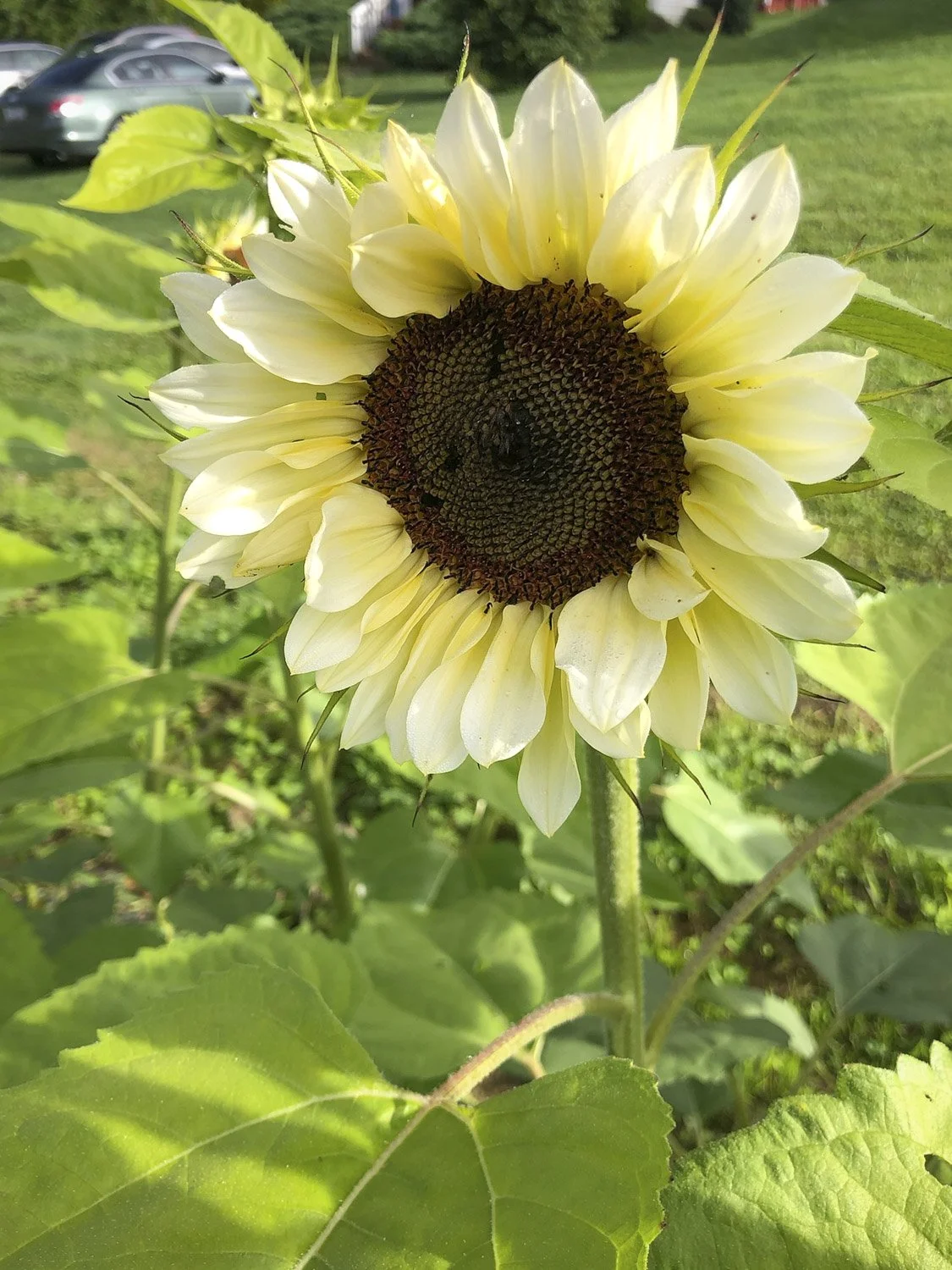 SUNFLOWER - White