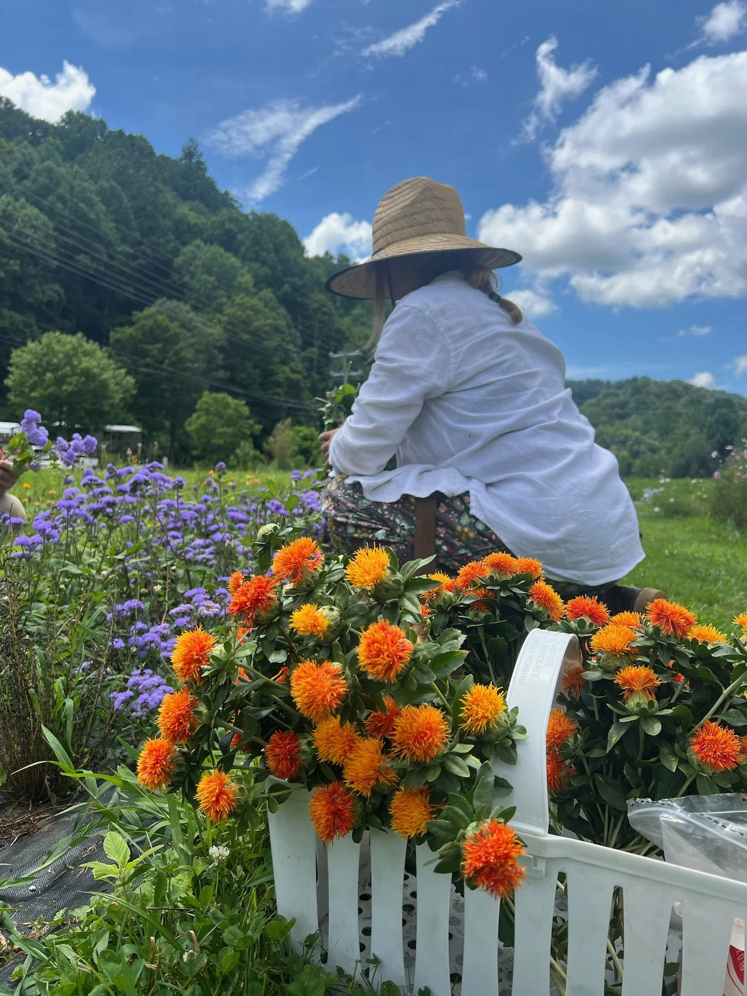 Farmer Amy Fiedler Flower Harvest, Springhouse Farm, Boone, NC.JPG